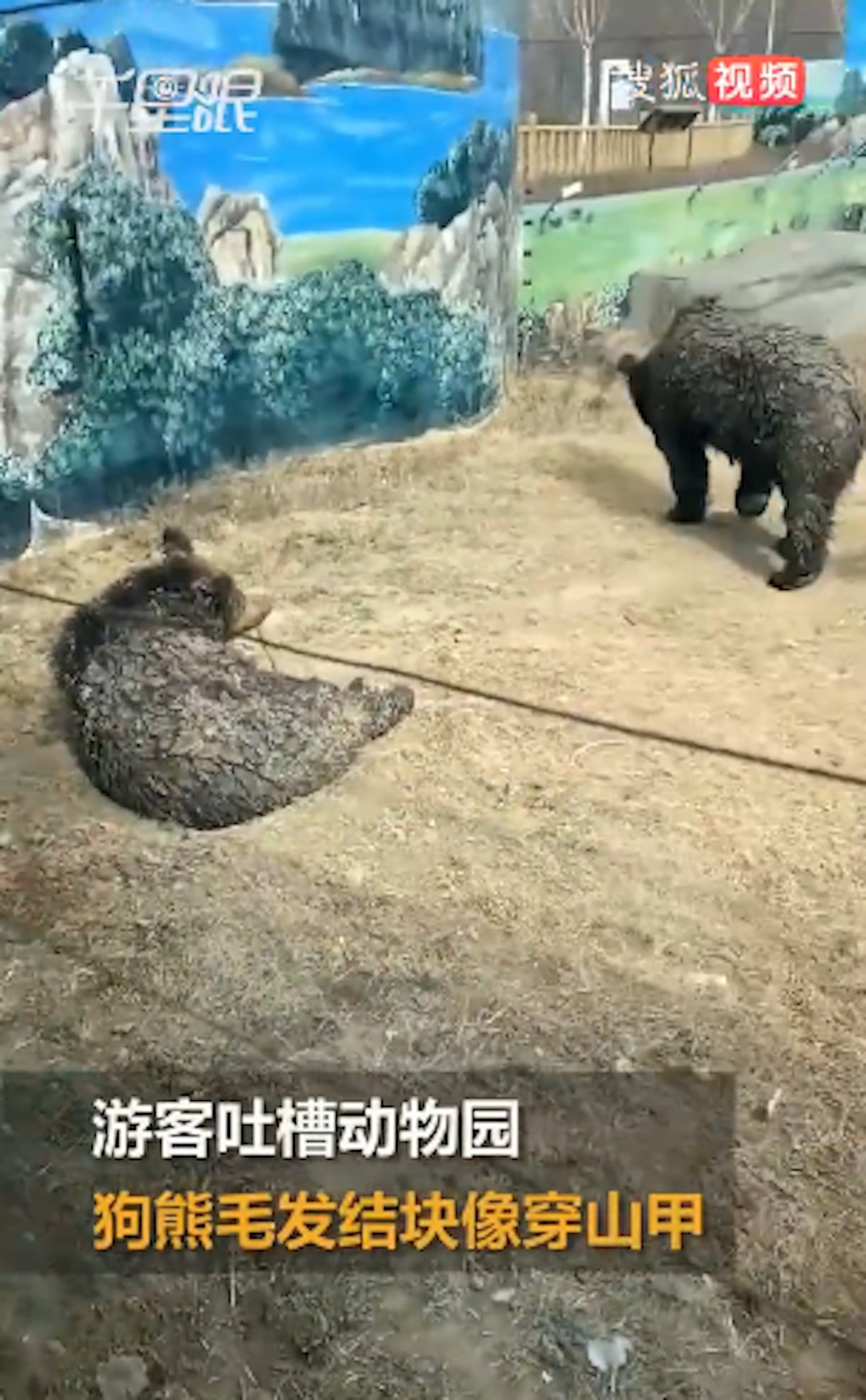 一名李小姐到河北唐山的一間動物園遊玩,在亞洲黑熊區裡看到好幾隻熊,原本柔順的毛髮卻結塊,一片片結在背部,乍看還以為是熊長出鱗片。(影片截圖) 一名李小姐到河北唐山的一間動物園遊玩,在亞洲黑熊區裡看到好幾隻熊,原本柔順的毛髮卻結塊,一片片結在背部,乍看還以為是熊長出鱗片。(影片截圖)
