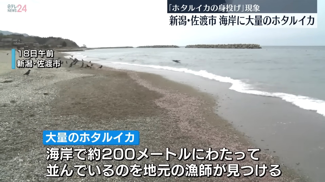 「烏賊屍體塞爆沙灘」的詭異畫面（Youtube@日テレNEWS）