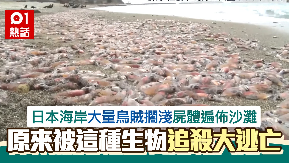 大量烏賊擱淺「屍體塞爆沙灘」似末日先兆　原來被一種生物追殺