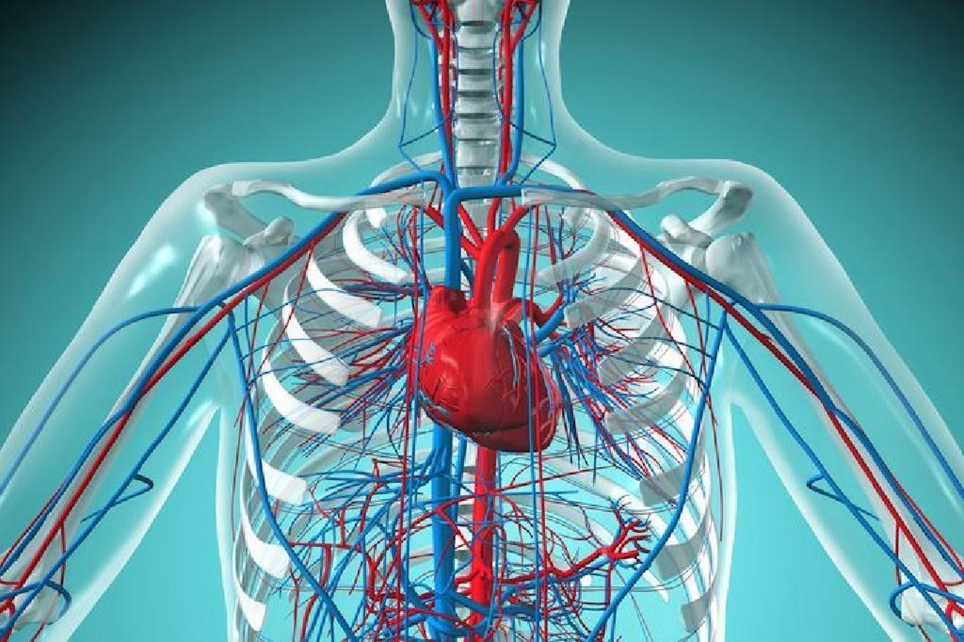 人體的血管有很多種，例如動脈血管、靜脈血管、大至幾厘米粗的主動脈血管以及小至毫米的微絲血管。（圖片：shutterstock）