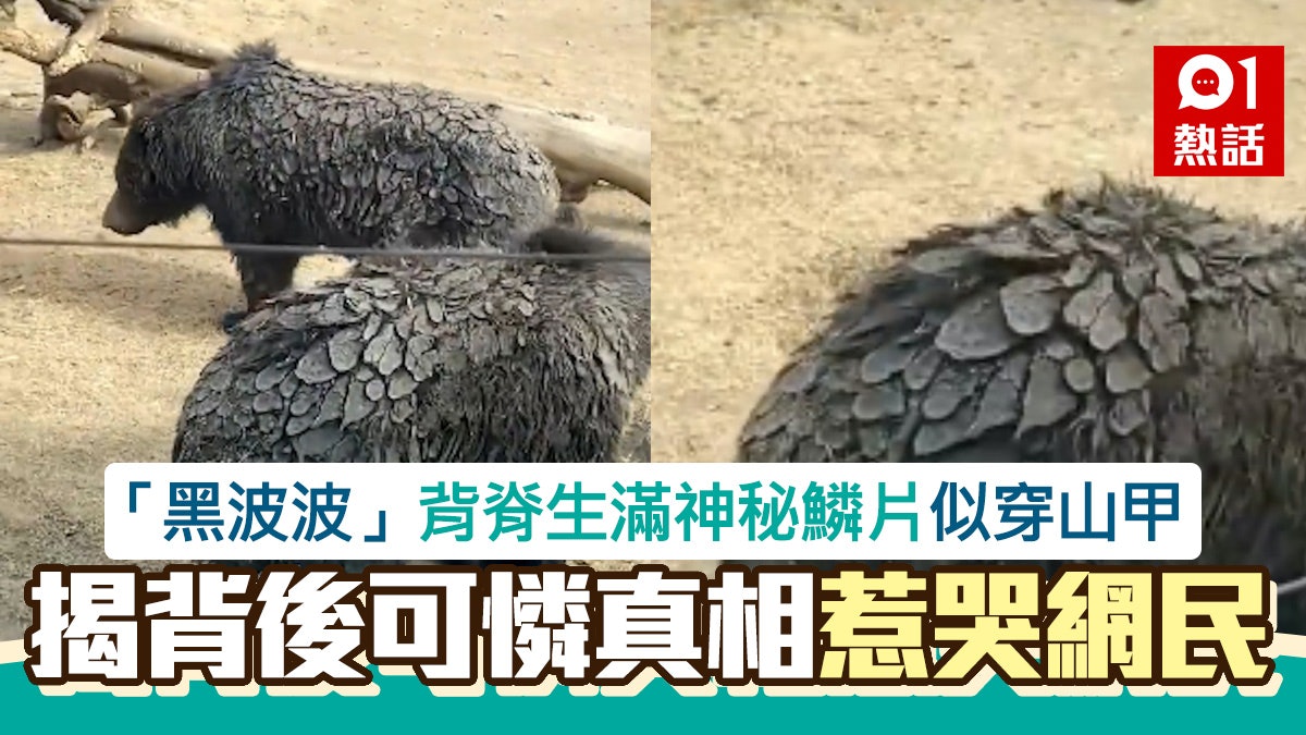 「神秘黑色毛球」背脊生滿鱗片疑似穿山甲 轉身揭開真身網民哭了 「神秘黑色毛球」背脊生滿鱗片疑似穿山甲 轉身揭開真身網民哭了