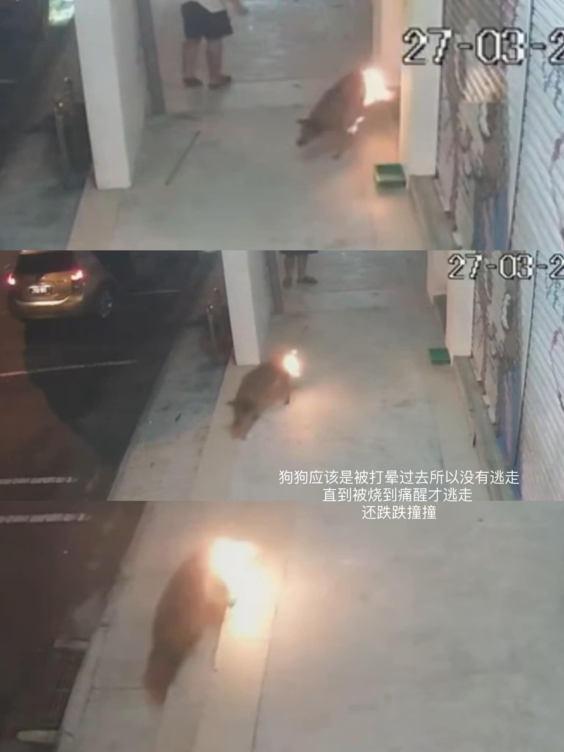 一名華裔男子多次虐打流浪狗,更用媒氣罐放火燒狗,令狗隻半身着火掙扎。(網上圖片) 一名華裔男子多次虐打流浪狗,更用媒氣罐放火燒狗,令狗隻半身着火掙扎。(網上圖片)