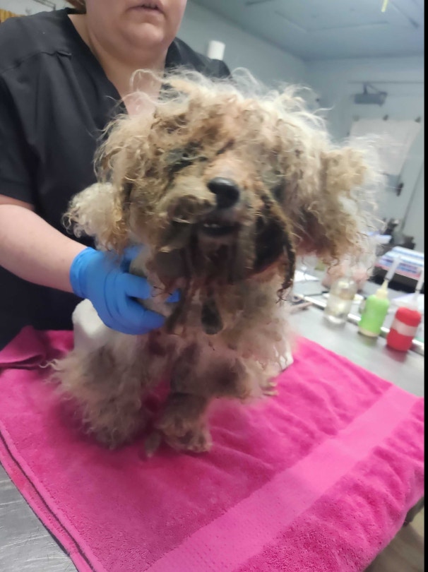 熱心市民在街頭發現老邁的浪浪,趕緊將牠送到收容所。(Dorchester Paws影片截圖)