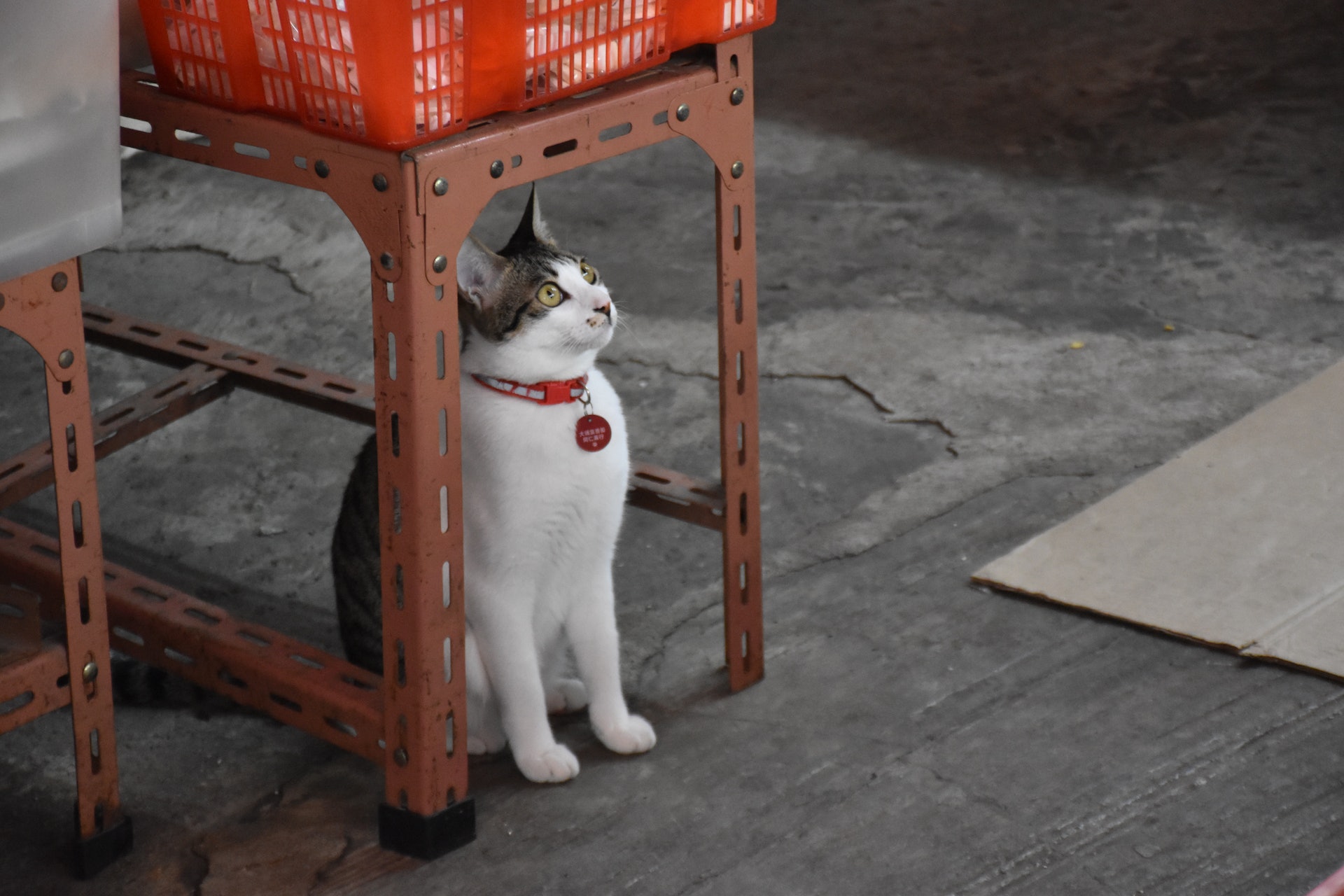 大埔富善街街市的小貓。(顏銘輝攝) 大埔富善街街市的小貓。(顏銘輝攝)
