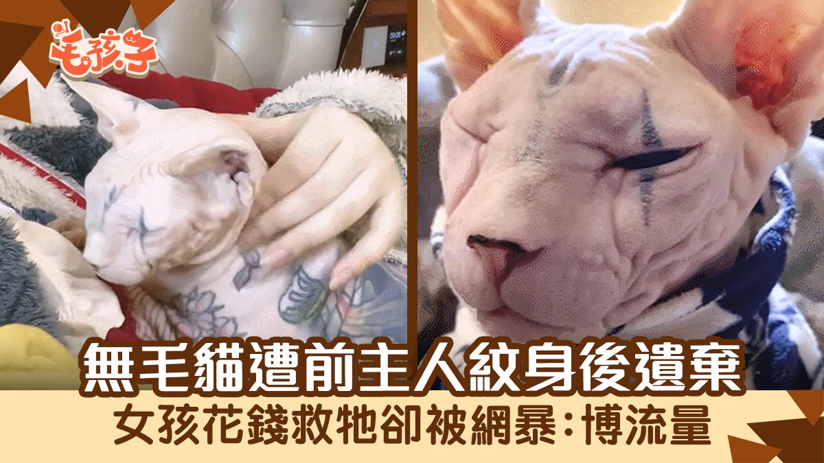 無毛貓全身遭前主人紋身後遺棄　女孩花錢救牠卻被網暴：博流量