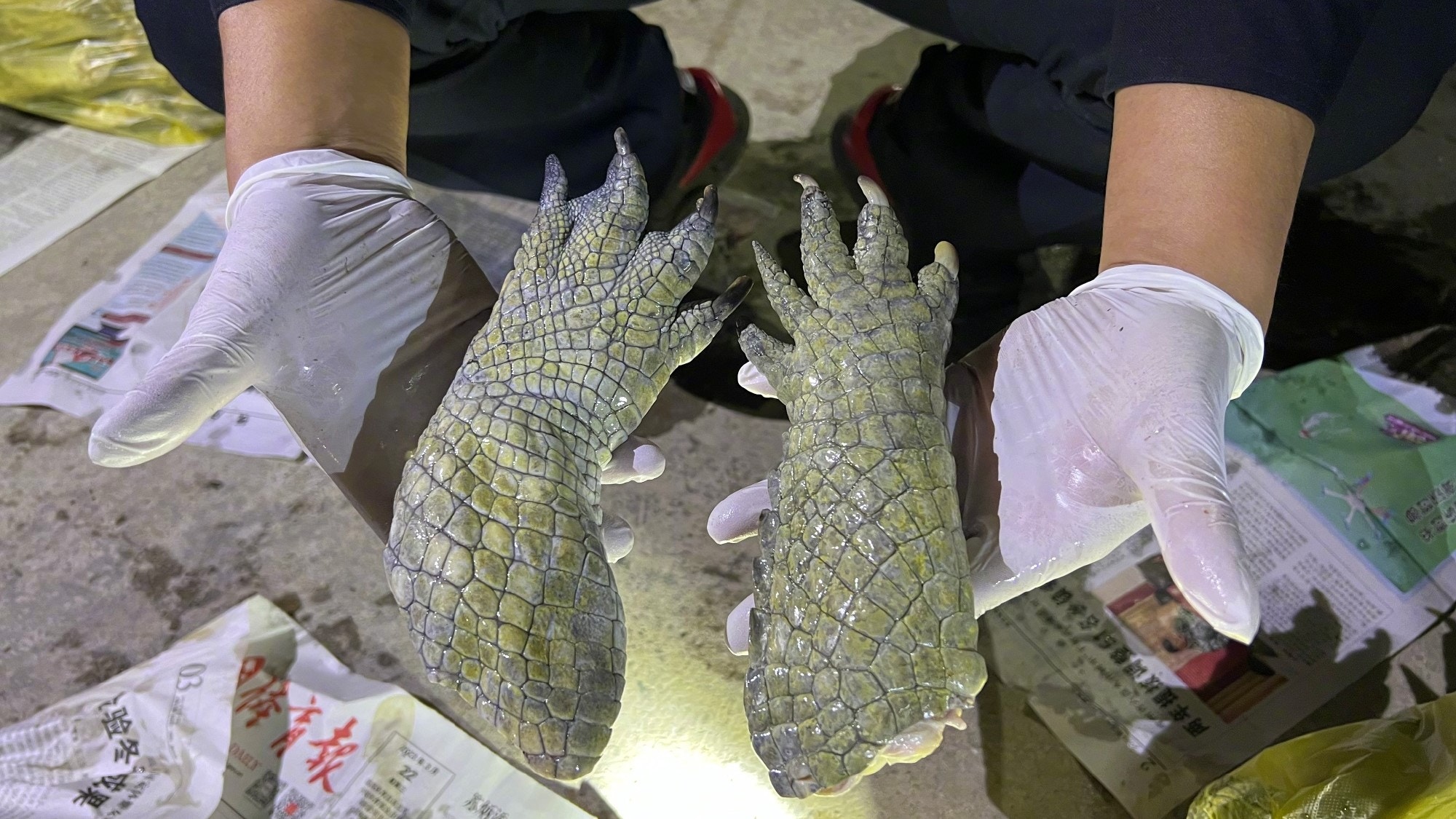 廣西邊檢檢獲2058隻鱷魚爪　越野車司機涉嫌走私被拘捕