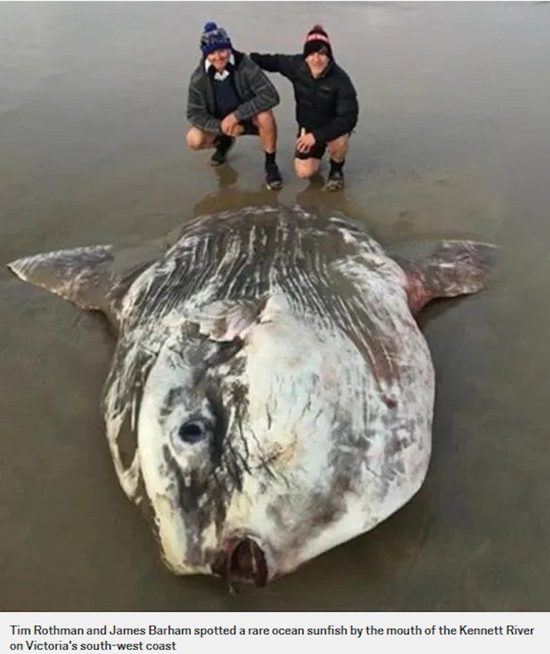 澳洲2名兽医发布照片,指某日在海边散步时,突然发现有一巨型物体搁浅在沙滩上。 (网上图片)