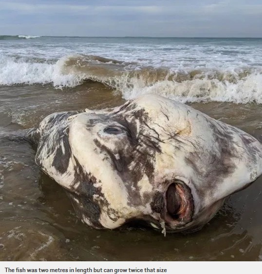 这只身长约2米,外形十分诡异的生物,全身呈灰黑色,身驱偏平像一个盘子,眼睛及嘴巴都张得很大,死状相当吓人。 (网上图片)