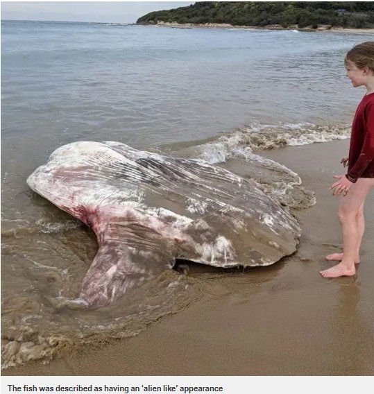 这只身长约2米，外形十分诡异的生物，全身呈灰黑色，身驱偏平像一个盘子，眼睛及嘴巴都张得很大，死状相当吓人。 （网上图片）
