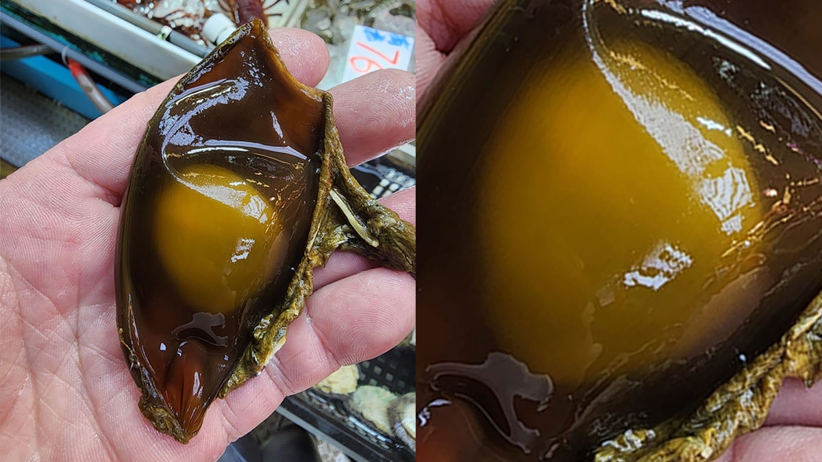 街市驚現奇怪胚胎！海洋專家指是鯊魚卵屬香港物種揭上岸原因