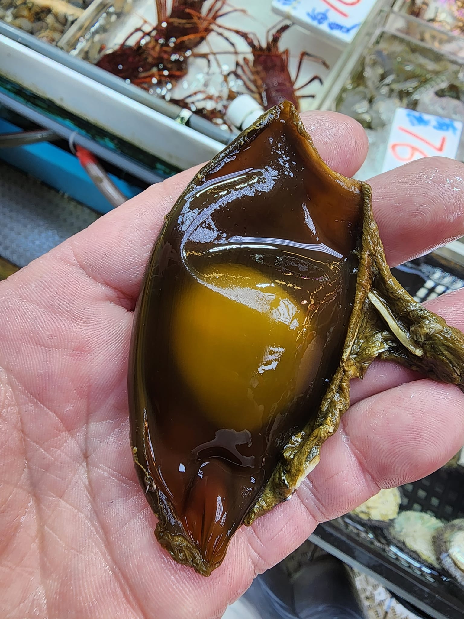 街市驚現奇怪胚胎！海洋專家指是鯊魚卵屬香港物種揭上岸原因