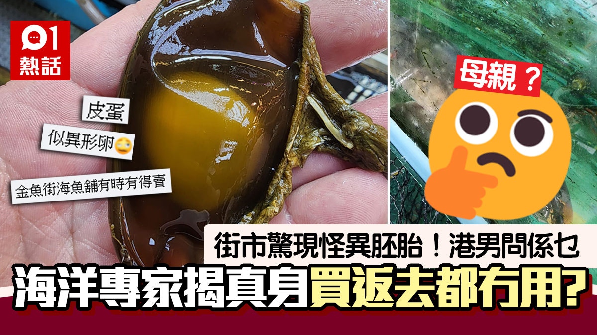 街市驚現奇怪胚胎！海洋專家指是鯊魚卵屬香港物種揭上岸原因