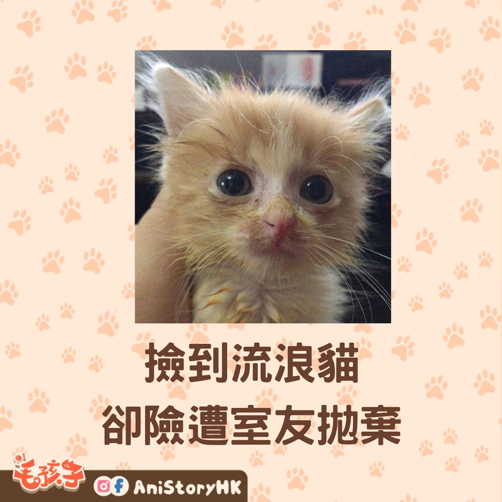 與朋友合租,但突然想養貓咪的話,真的要好好溝通。(波奇網提供) 與朋友合租,但突然想養貓咪的話,真的要好好溝通。(波奇網提供)