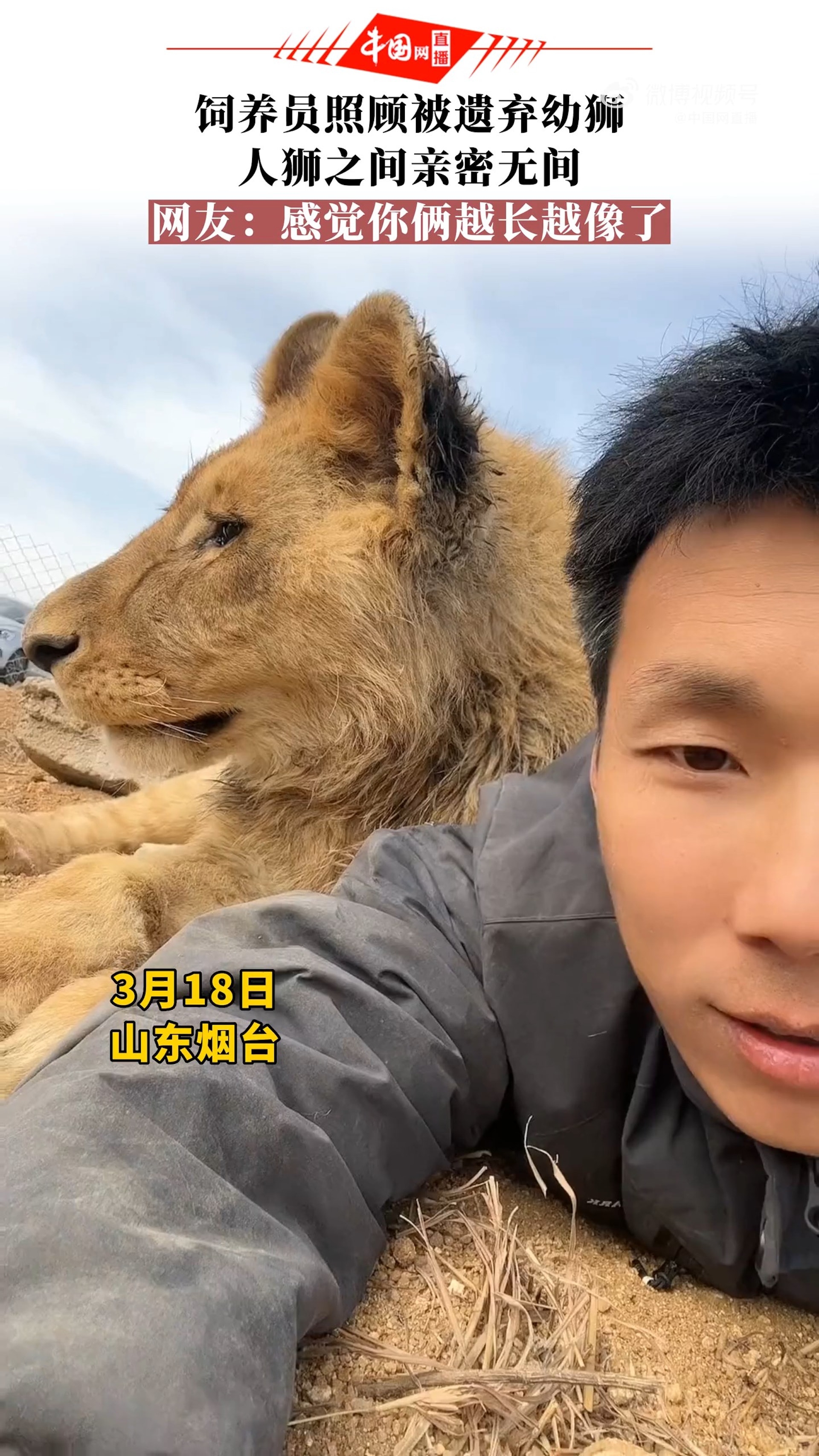 最近一段影片在網路上掀起熱議,一名男子和一隻獅子竟然相處的親密無間(weibo@中國網直播) 最近一段影片在網路上掀起熱議,一名男子和一隻獅子竟然相處的親密無間(weibo@中國網直播)