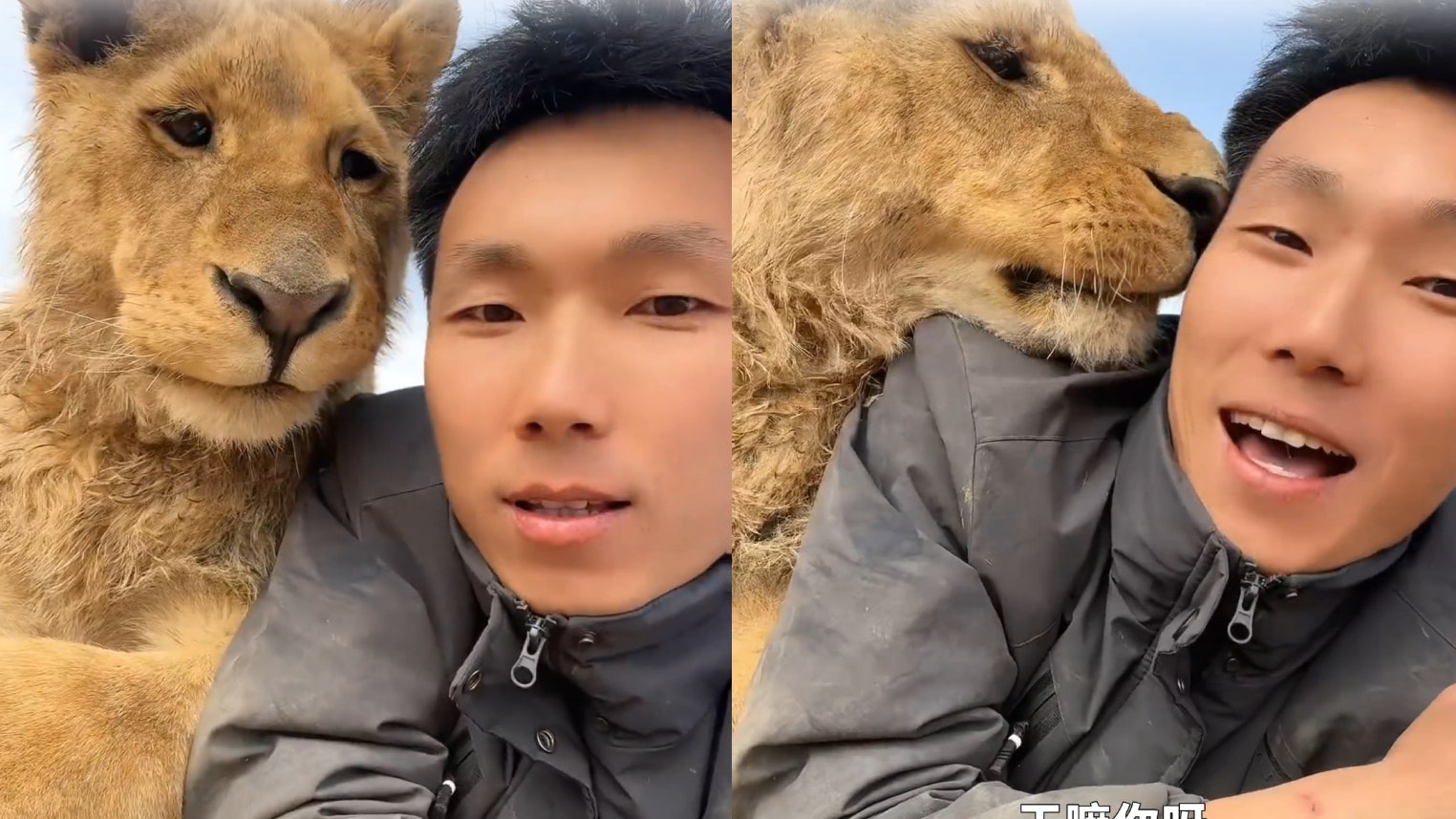 獅子老虎都係貓!陸男將萬獸之王養成小家貓 一叫名字就微笑撒嬌 獅子老虎都係貓!陸男將萬獸之王養成小家貓 一叫名字就微笑撒嬌