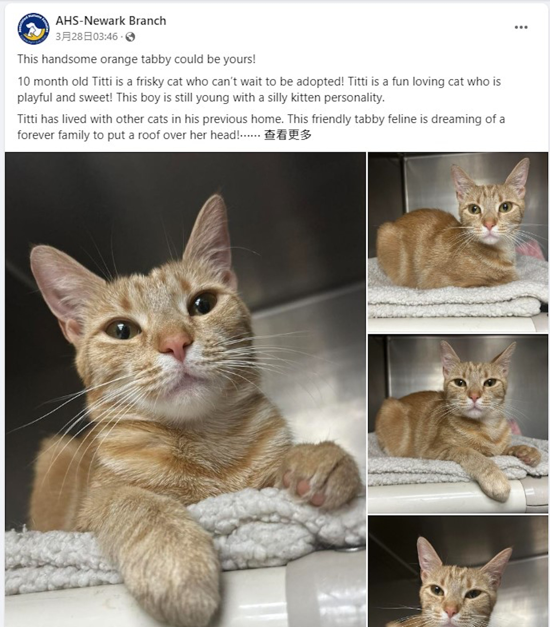 收容所超可愛橘貓伸出小肉掌 與人類1互動行為 萬人觀看後心碎 - 寵物交流區 - 公仔箱論壇 - Powered by Discuz!