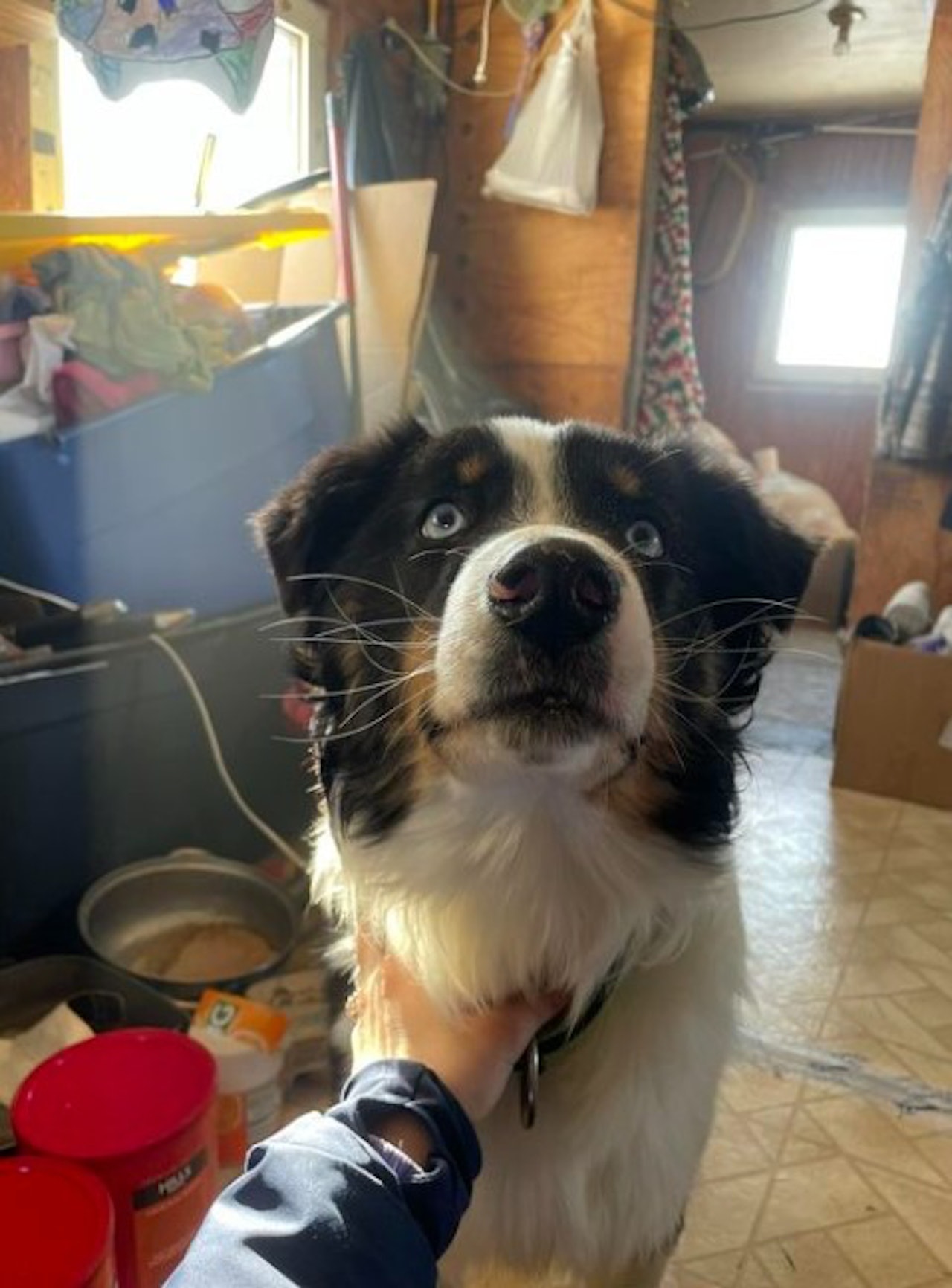 美國狗主帶牧羊犬旅遊,愛犬卻在中途失蹤,1個月後牠居然出現在相隔241公里的對面海峽。(fb@Mandy Iworrigan) 美國狗主帶牧羊犬旅遊,愛犬卻在中途失蹤,1個月後牠居然出現在相隔241公里的對面海峽。(fb@Mandy Iworrigan)