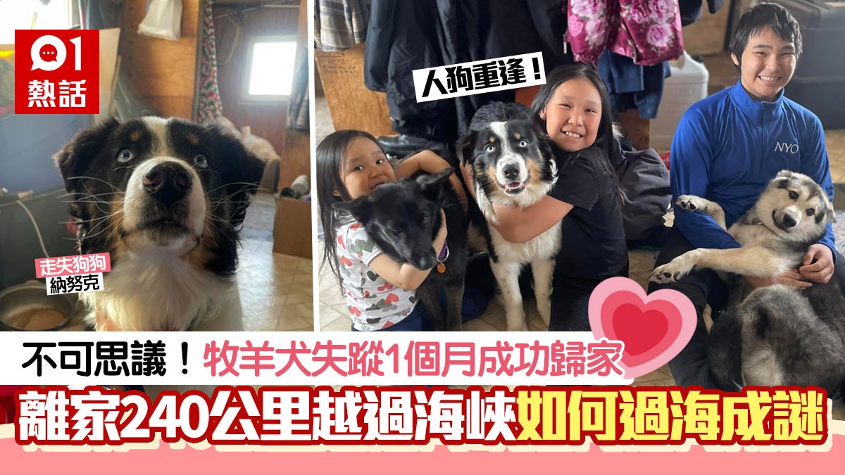 牧羊犬走失1個月!竟跨越240公里去對面海峽 終安全回家場面感人 牧羊犬走失1個月!竟跨越240公里去對面海峽 終安全回家場面感人