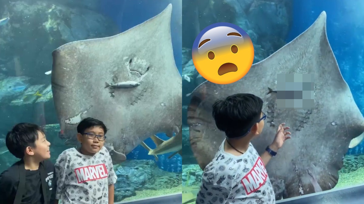 【求心理陰影面積】小朋友同魔鬼魚合照 轉頭驚見「吃同事現場」 【求心理陰影面積】小朋友同魔鬼魚合照 轉頭驚見「吃同事現場」