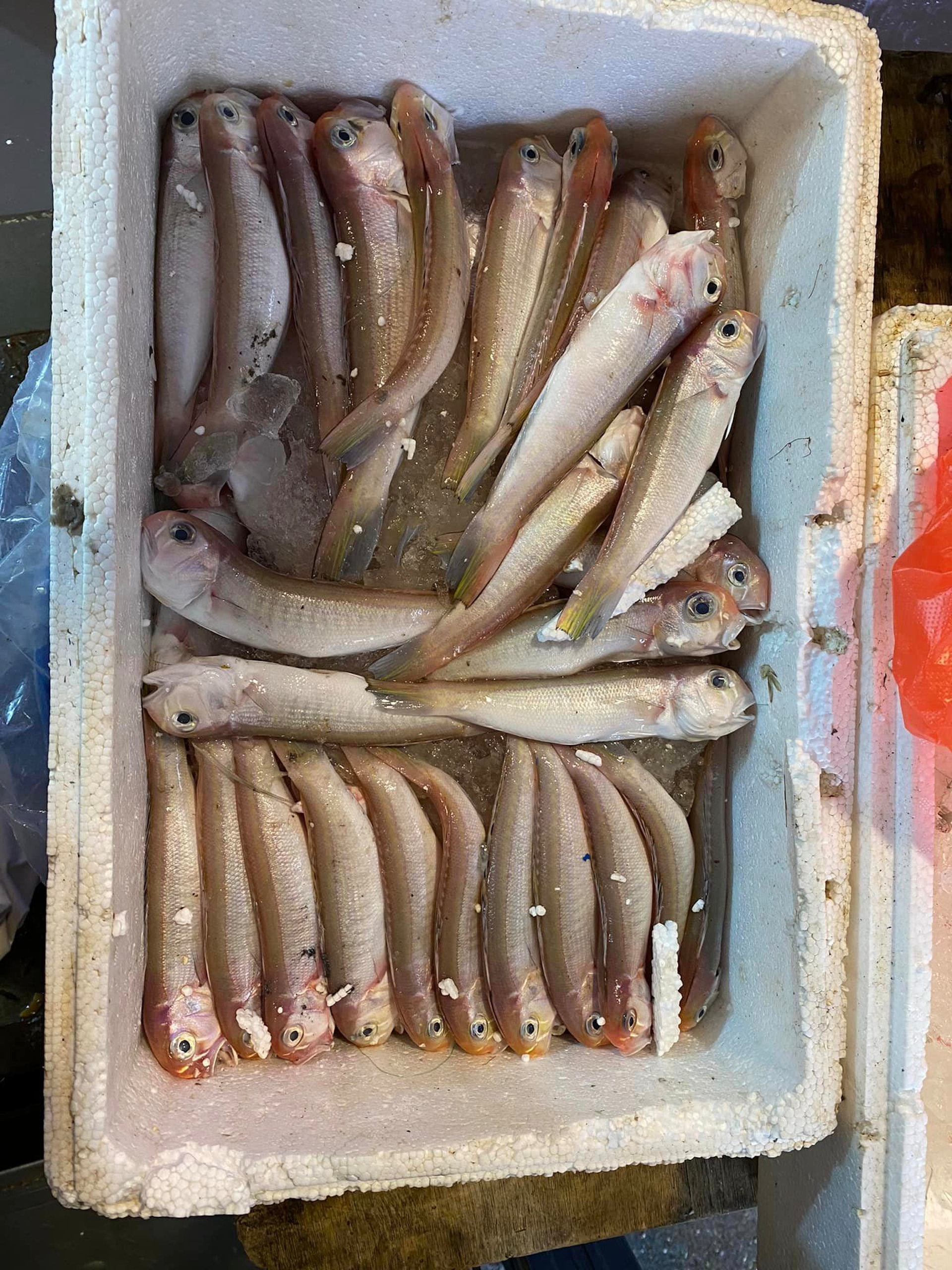 有網民在順利邨街市買到40元1箱的青根魚。(fb群組「香港街市魚類海鮮研究社」圖片) 有網民在順利邨街市買到40元1箱的青根魚。(fb群組「香港街市魚類海鮮研究社」圖片)