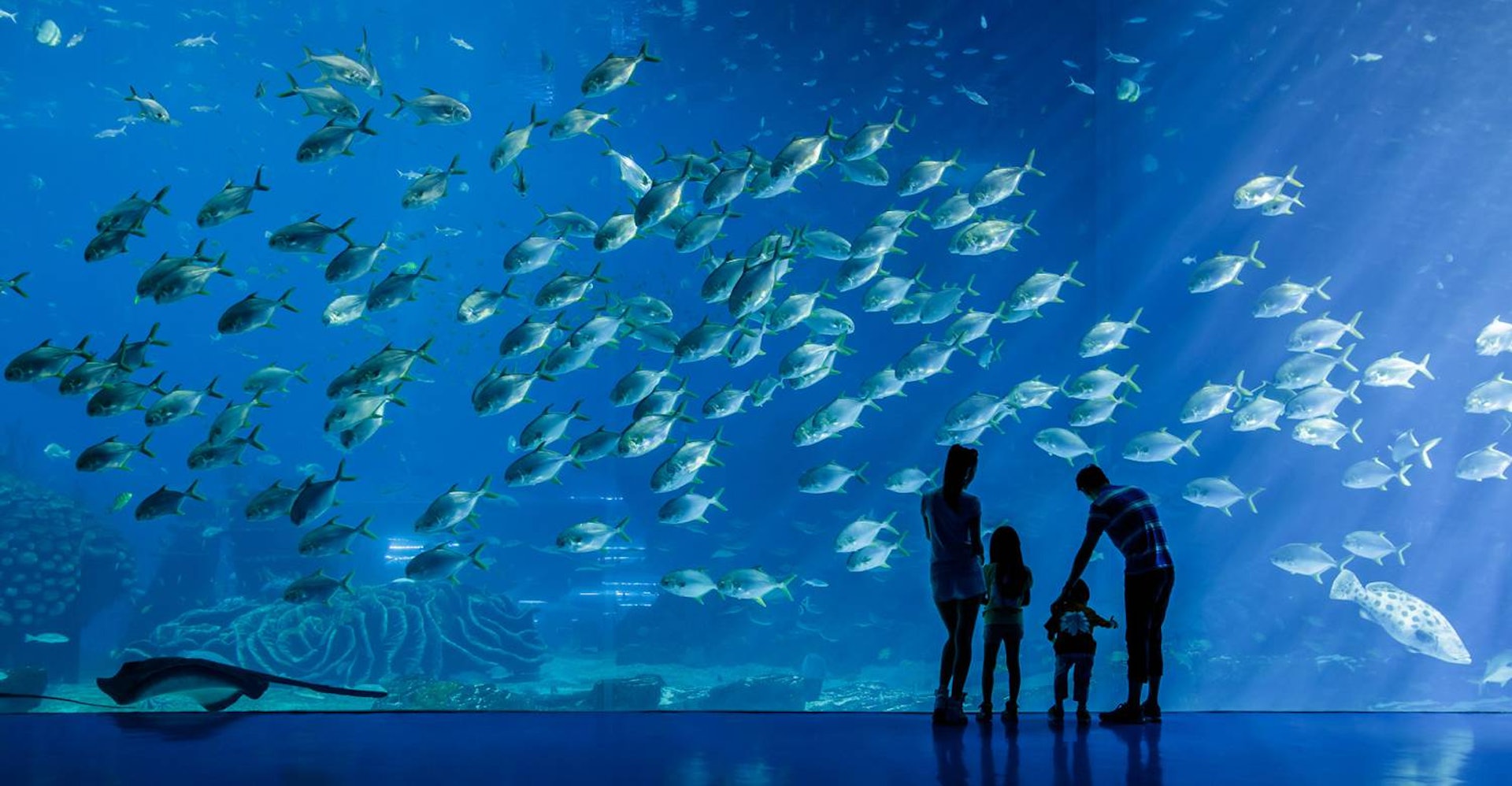 長隆海洋王國海洋館同時榮獲五大健力氏世界紀錄，館內飼養有不同品種的珍奇魚類多達15000條。（珠海長隆度假區官網）