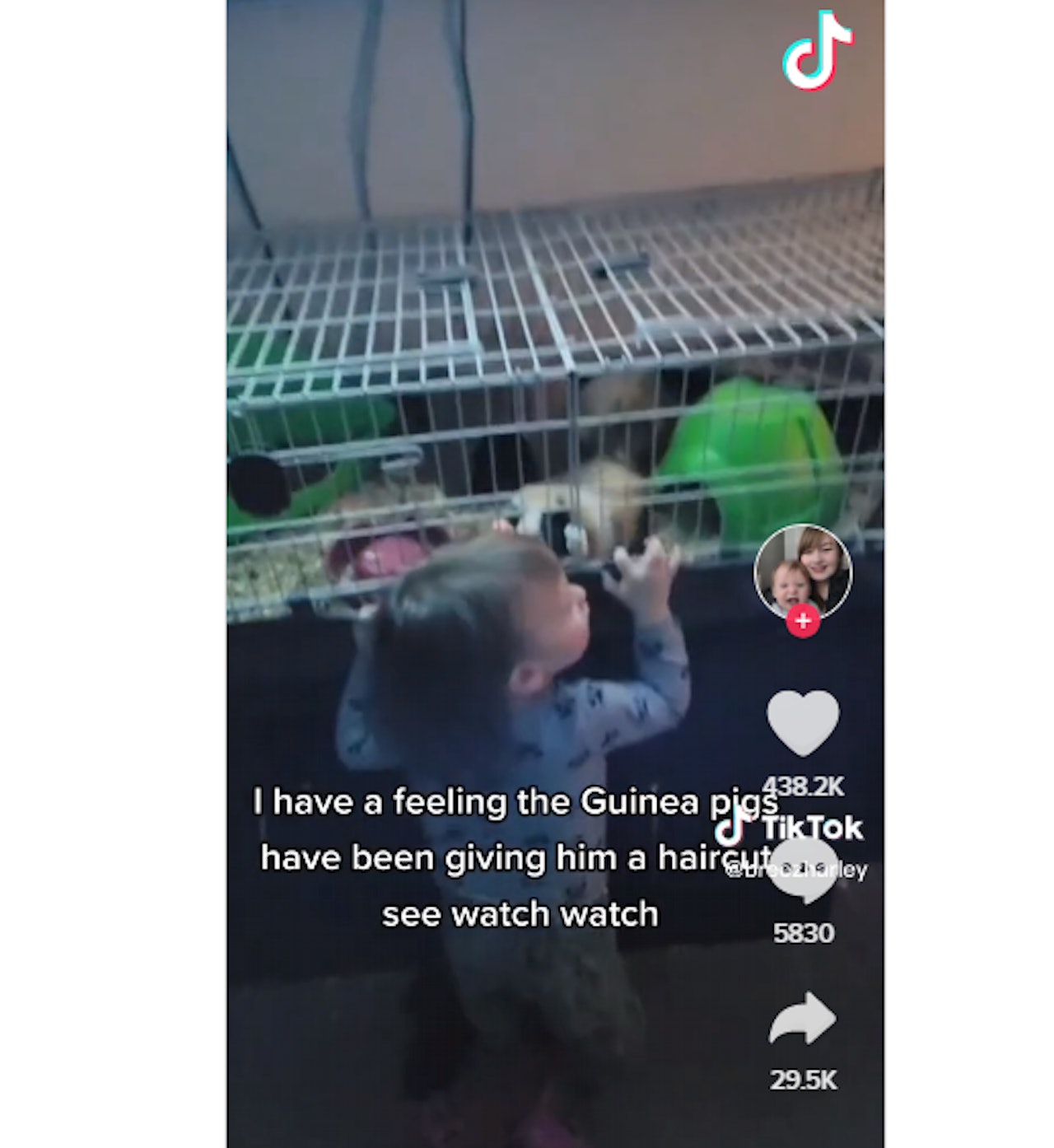 影片見到藍德把臉靠近家中飼養的天竺鼠籠子旁邊,任由天竺鼠當他的頭髮如離草般啃咬。(影片截圖) 影片見到藍德把臉靠近家中飼養的天竺鼠籠子旁邊,任由天竺鼠當他的頭髮如離草般啃咬。(影片截圖)