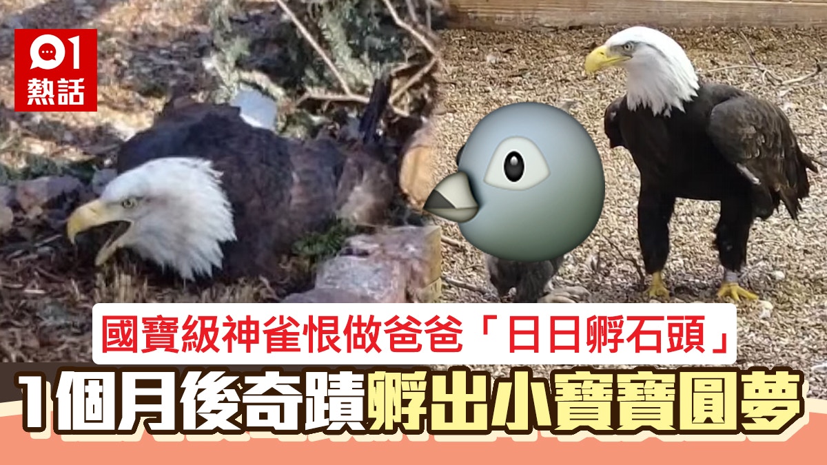 國寶級神雀想做爸爸「日日孵石頭」一個月後奇蹟炸出小萌娃圓夢了