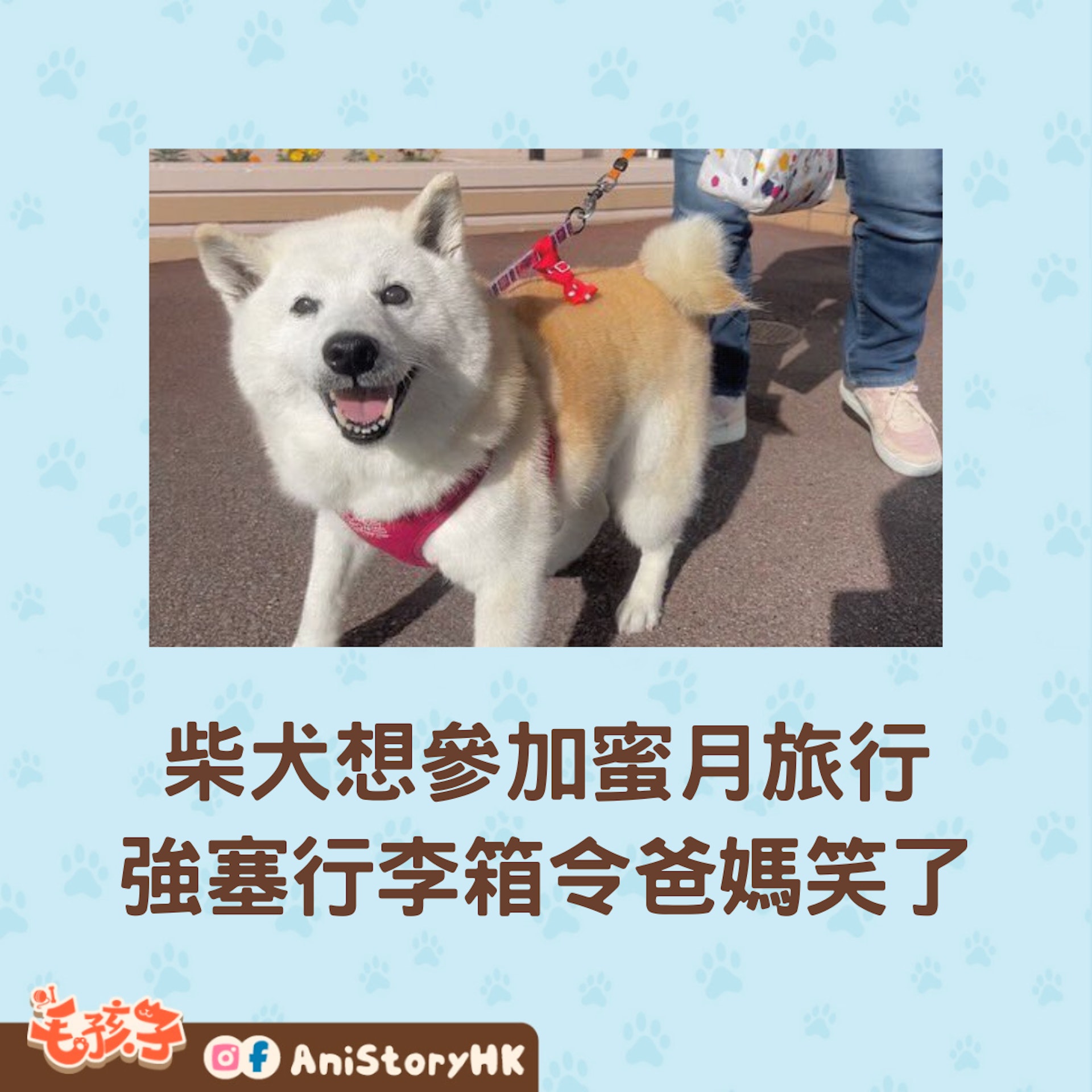 柴犬小愛也想去蜜月旅行呀!(twitter@toshi38410872) 柴犬小愛也想去蜜月旅行呀!(twitter@toshi38410872)