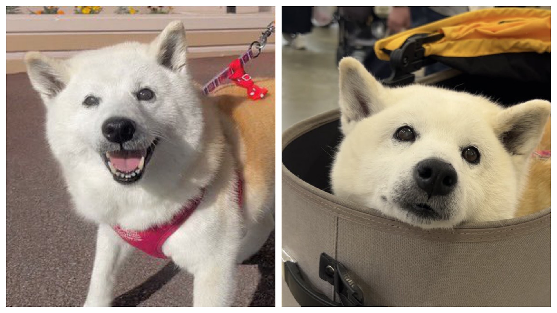 新婚夫妻度蜜月收拾行李 老柴犬入行李箱強行參與:偶也要去啦! 新婚夫妻度蜜月收拾行李 老柴犬入行李箱強行參與:偶也要去啦!