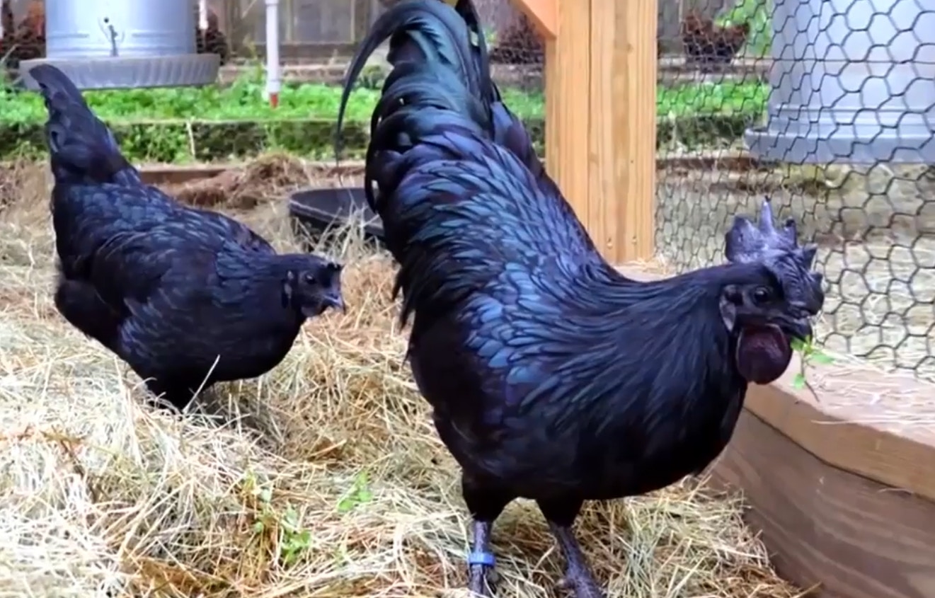 一種全身披著黑羽的雞名為「西馬尼烏雞」（Ayam Cemani），又名「印尼金屬雞」，最大特色就是身上所有部位都是黑色。（YouTube@Fly看世界）