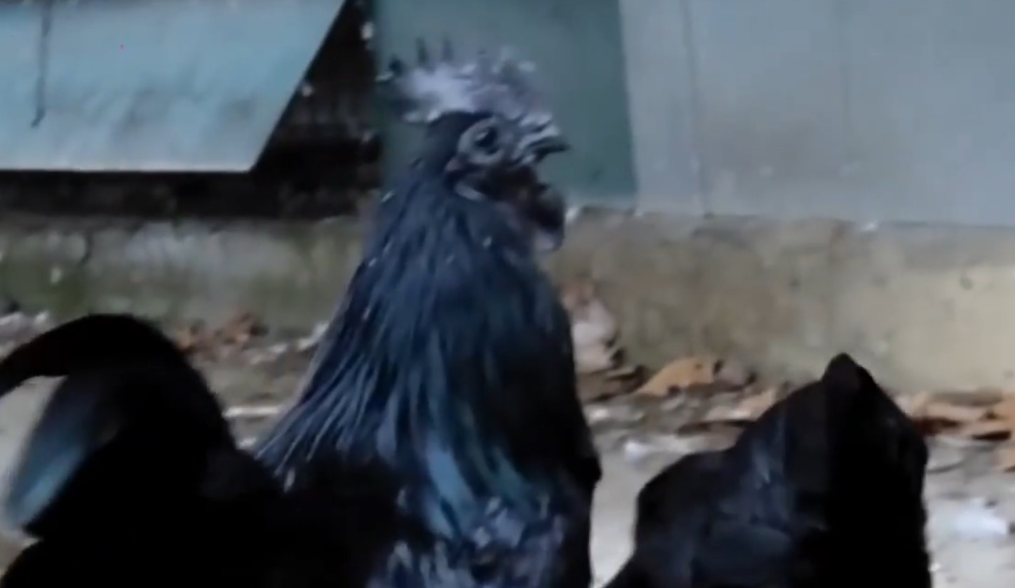 一種全身披著黑羽的雞名為「西馬尼烏雞」（Ayam Cemani），又名「印尼金屬雞」，最大特色就是身上所有部位都是黑色。（YouTube@Fly看世界）