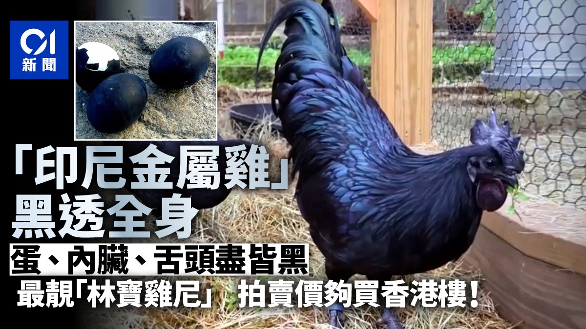 「林寶堅尼雞」連蛋和內臟也全黑　一隻拍賣價夠去買樓