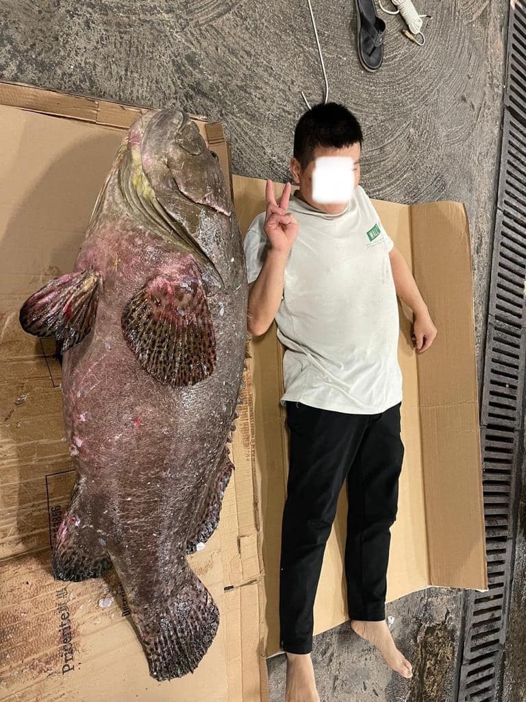 成年人咁大條！海怡半島驚現巨龍躉體型大如人網民猜有人放生