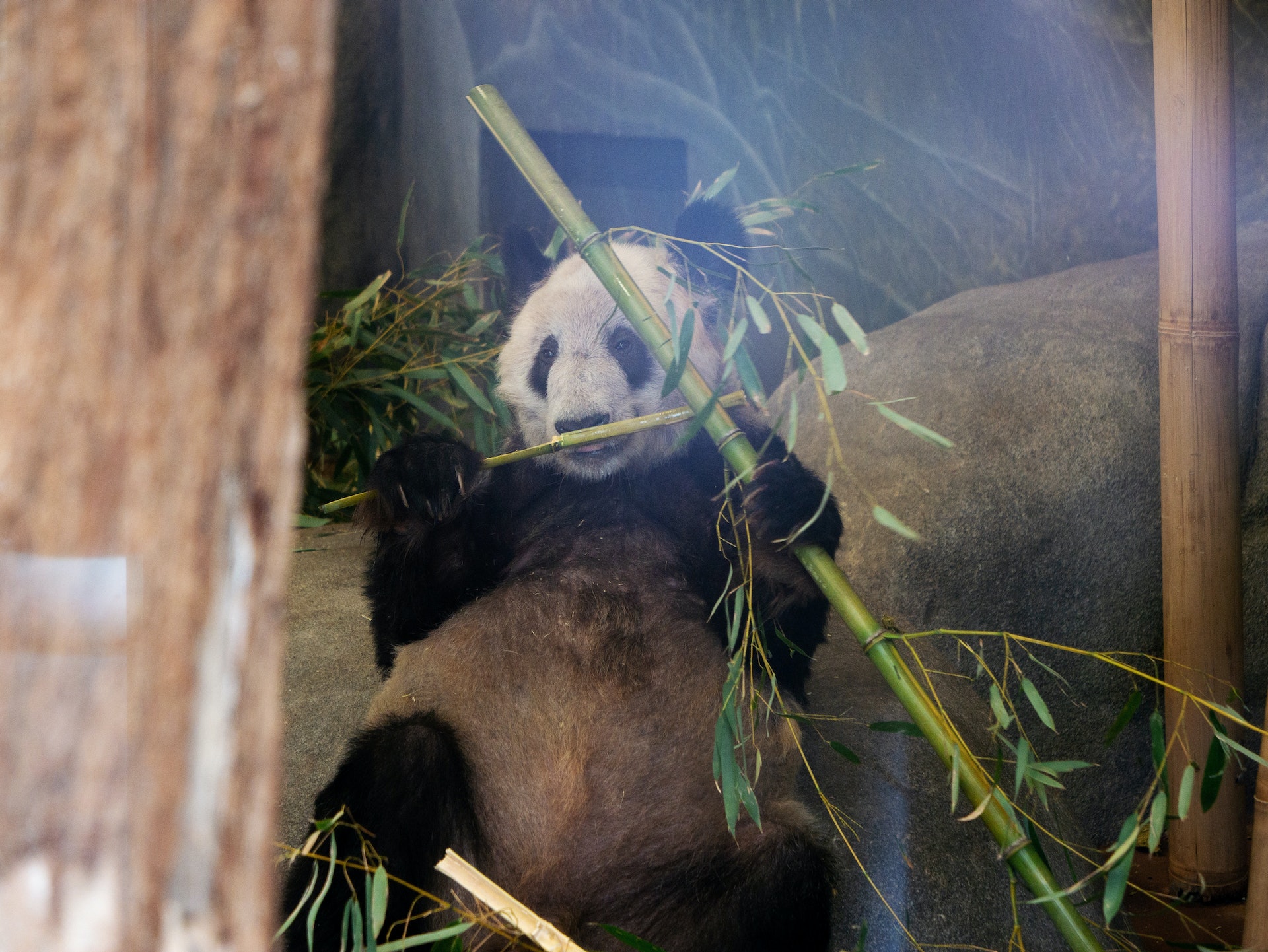 美國孟菲斯動物園為大熊貓「丫丫」舉行歡送會。(新華社) 美國孟菲斯動物園為大熊貓「丫丫」舉行歡送會。(新華社)