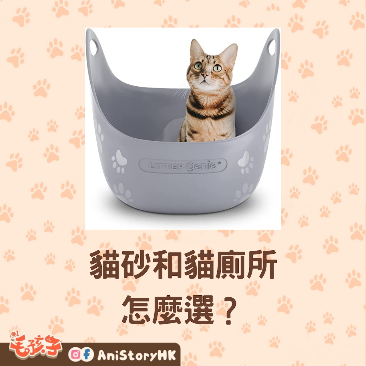 要怎麼選給貓咪選擇貓砂和貓廁所?(01製圖;Amazon) 要怎麼選給貓咪選擇貓砂和貓廁所?(01製圖;Amazon)