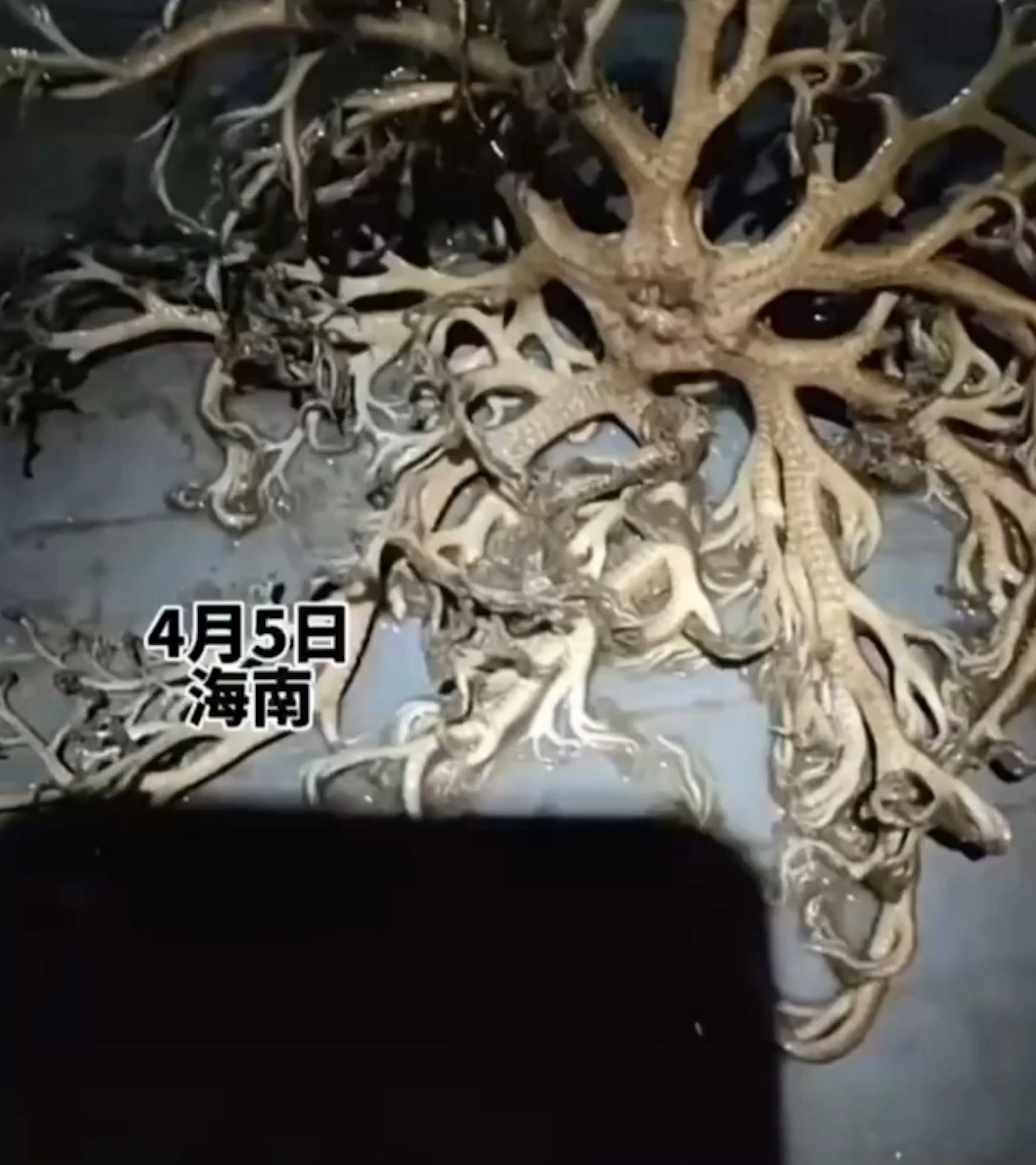 大陸海南一名男子某天晚上在路邊看到一個奇怪的生物,身長約幾十公分,外型像植物卻長滿觸手還不斷緩慢蠕動。(YouTube@東莞映像) 大陸海南一名男子某天晚上在路邊看到一個奇怪的生物,身長約幾十公分,外型像植物卻長滿觸手還不斷緩慢蠕動。(YouTube@東莞映像)
