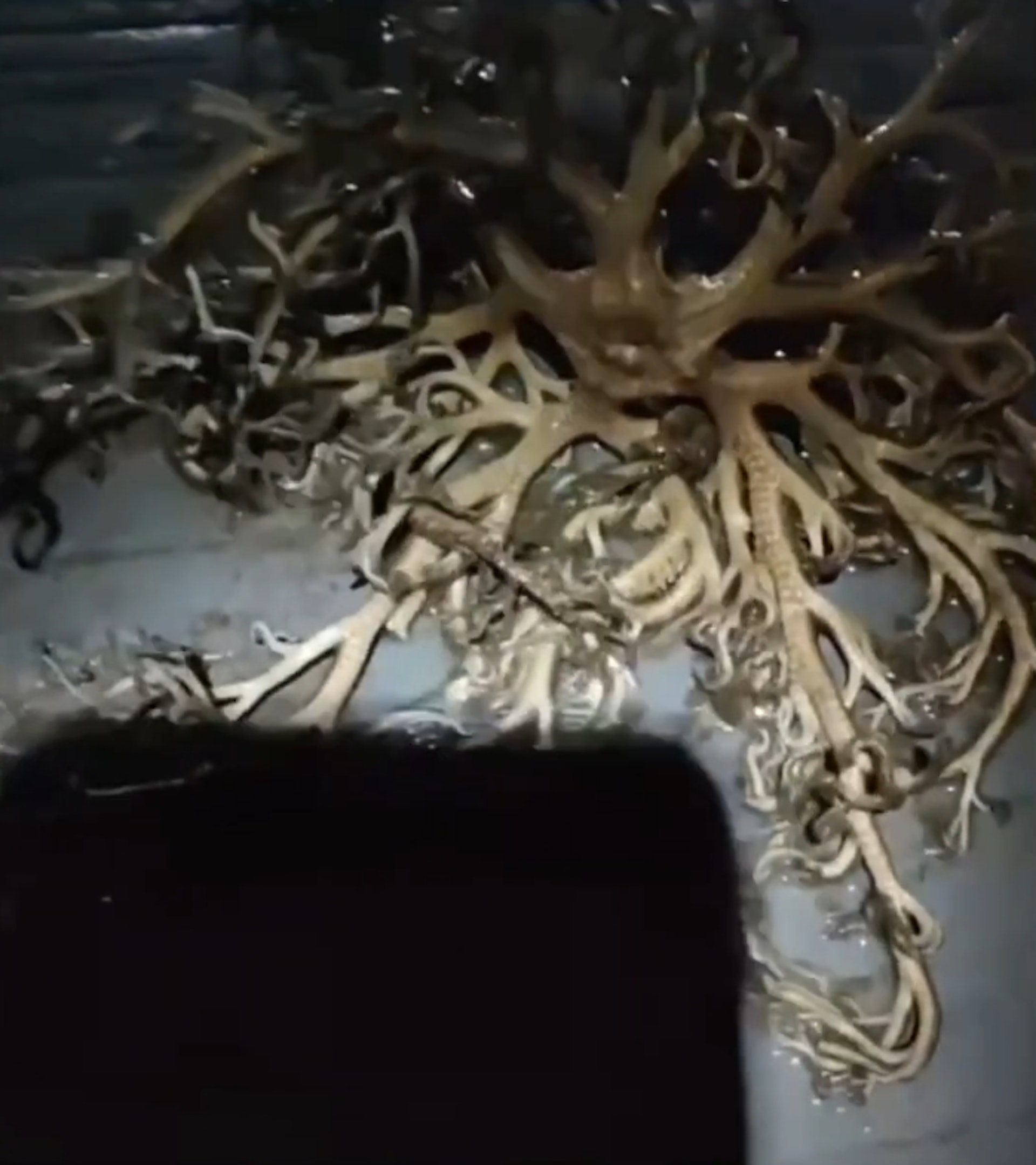大陸海南一名男子某天晚上在路邊看到一個奇怪的生物,身長約幾十公分,外型像植物卻長滿觸手還不斷緩慢蠕動。(YouTube@東莞映像) 大陸海南一名男子某天晚上在路邊看到一個奇怪的生物,身長約幾十公分,外型像植物卻長滿觸手還不斷緩慢蠕動。(YouTube@東莞映像)
