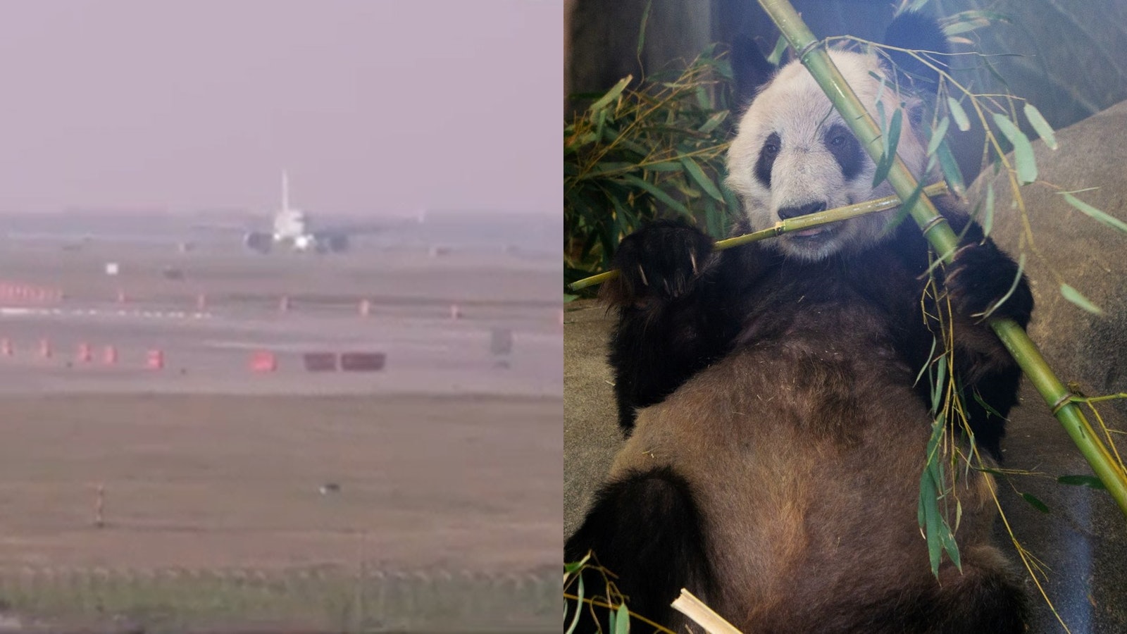 旅美大熊貓丫丫歸國專機 降落上海浦東機場 旅美大熊貓丫丫歸國專機 降落上海浦東機場