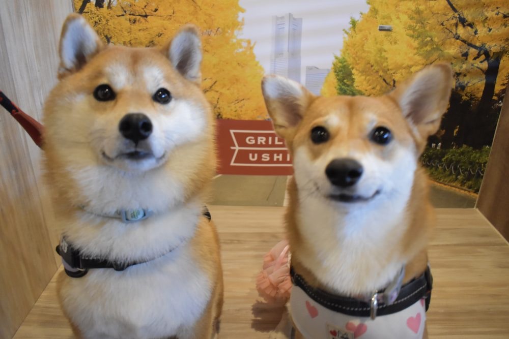 日本大熱柴犬×哥基混種柴基犬尖臉配小短腿獸醫：唔鼓勵配種