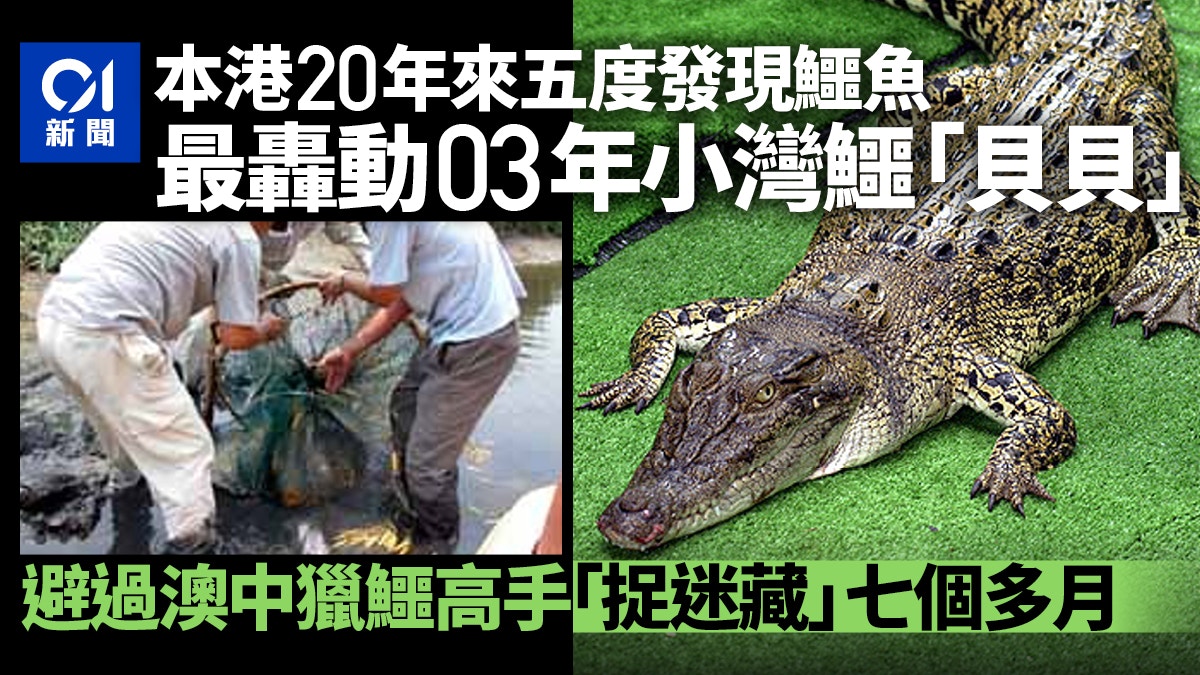 鱷魚出沒｜本港20年來五度發現鱷魚 最轟動03年小灣鱷「貝貝」
