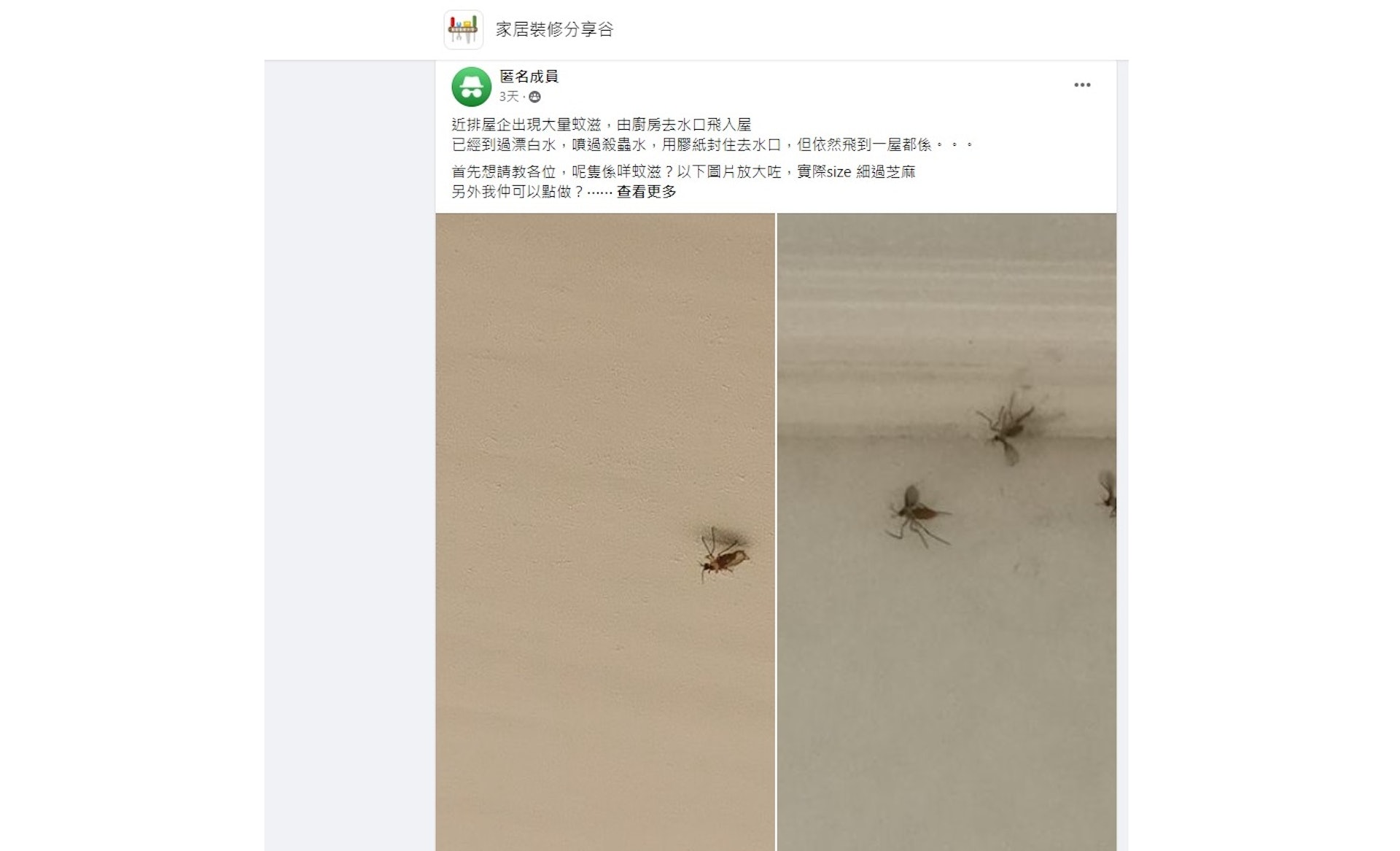 有網民帖文分享,表示家中有不明昆蟲出現,向其他網友尋求解決辦法。(圖片來源:Facebook專頁@家居裝修分享谷) 有網民帖文分享,表示家中有不明昆蟲出現,向其他網友尋求解決辦法。(圖片來源:Facebook專頁@家居裝修分享谷)