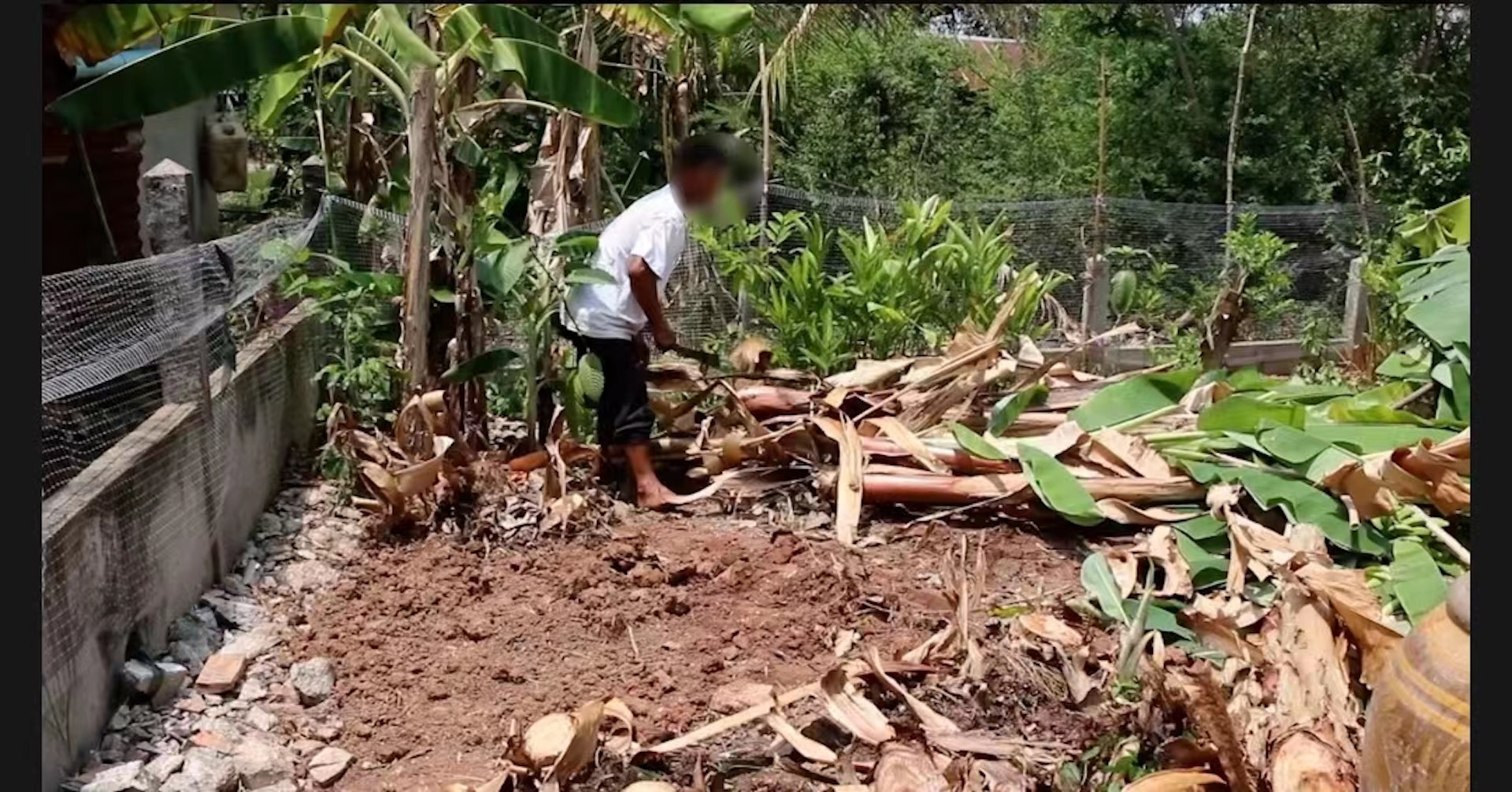 泰國孔敬府發生倫常慘劇,4歲女生因被祖母阻拍拖,竟與15歲男友合力殺害63歲祖母,並企圖埋屍於自家香蕉種植園內。(網上圖片) 泰國孔敬府發生倫常慘劇,4歲女生因被祖母阻拍拖,竟與15歲男友合力殺害63歲祖母,並企圖埋屍於自家香蕉種植園內。(網上圖片)