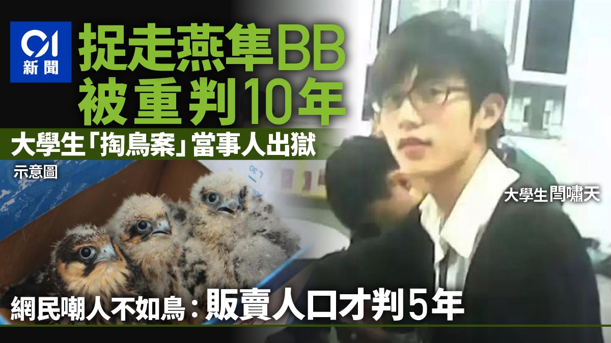 大學生「掏鳥被重判十年」成網絡話題 當事人十年刑滿即將出獄 大學生「掏鳥被重判十年」成網絡話題 當事人十年刑滿即將出獄