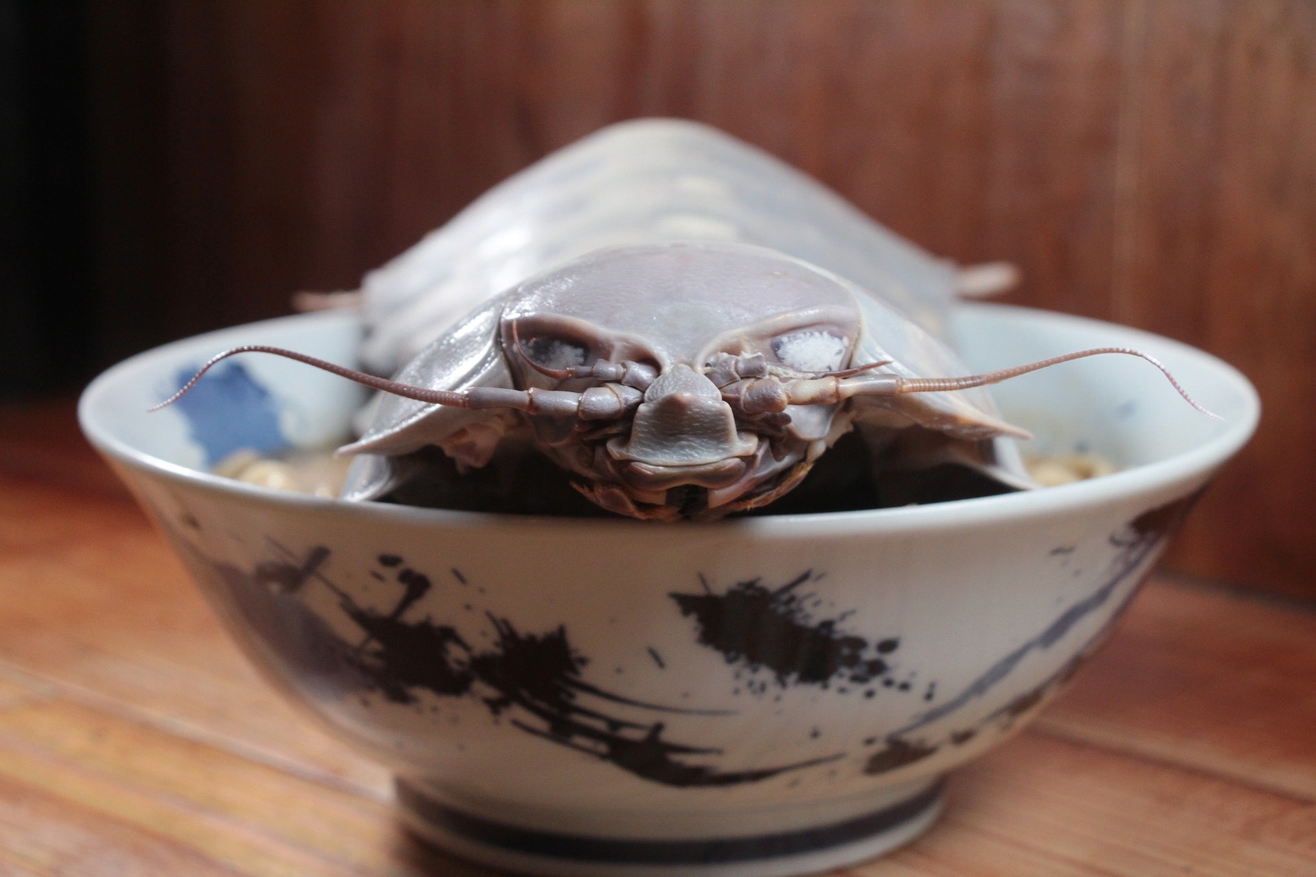 台灣「拉麵公子」推出的限定款拉麵，竟然是由「大王具足蟲」坐鎮的濃厚魚介雞白湯拉麵，僅限熟客預約，每碗售價1480元台幣。（拉麵公子Facebook）