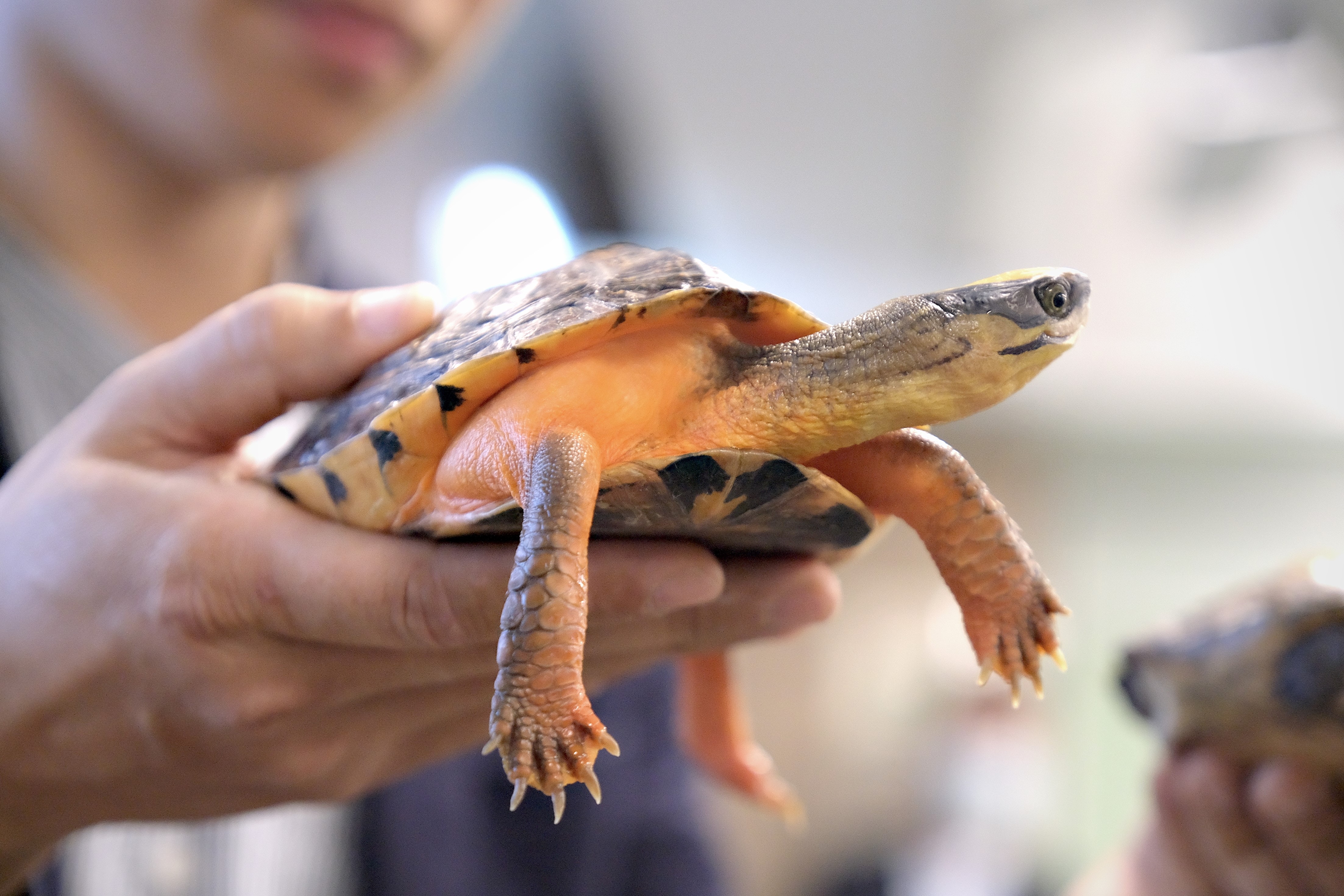 淡水龜偷獵猖獗通關後更嚴重　三品種瀕臨絕種學者促設專隊執法