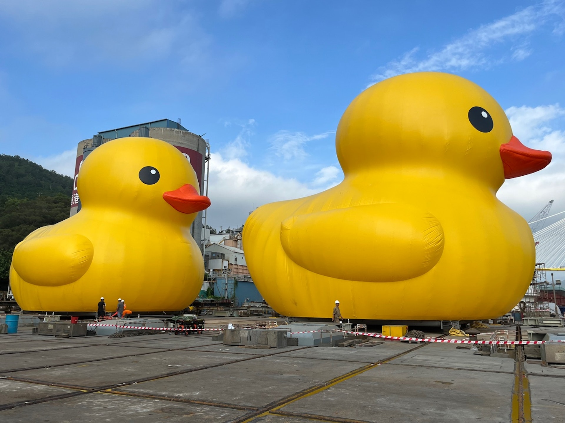 黃鴨訪港直擊｜兩巨型黃鴨青衣充氣將試水　隔10年下月打孖游維港