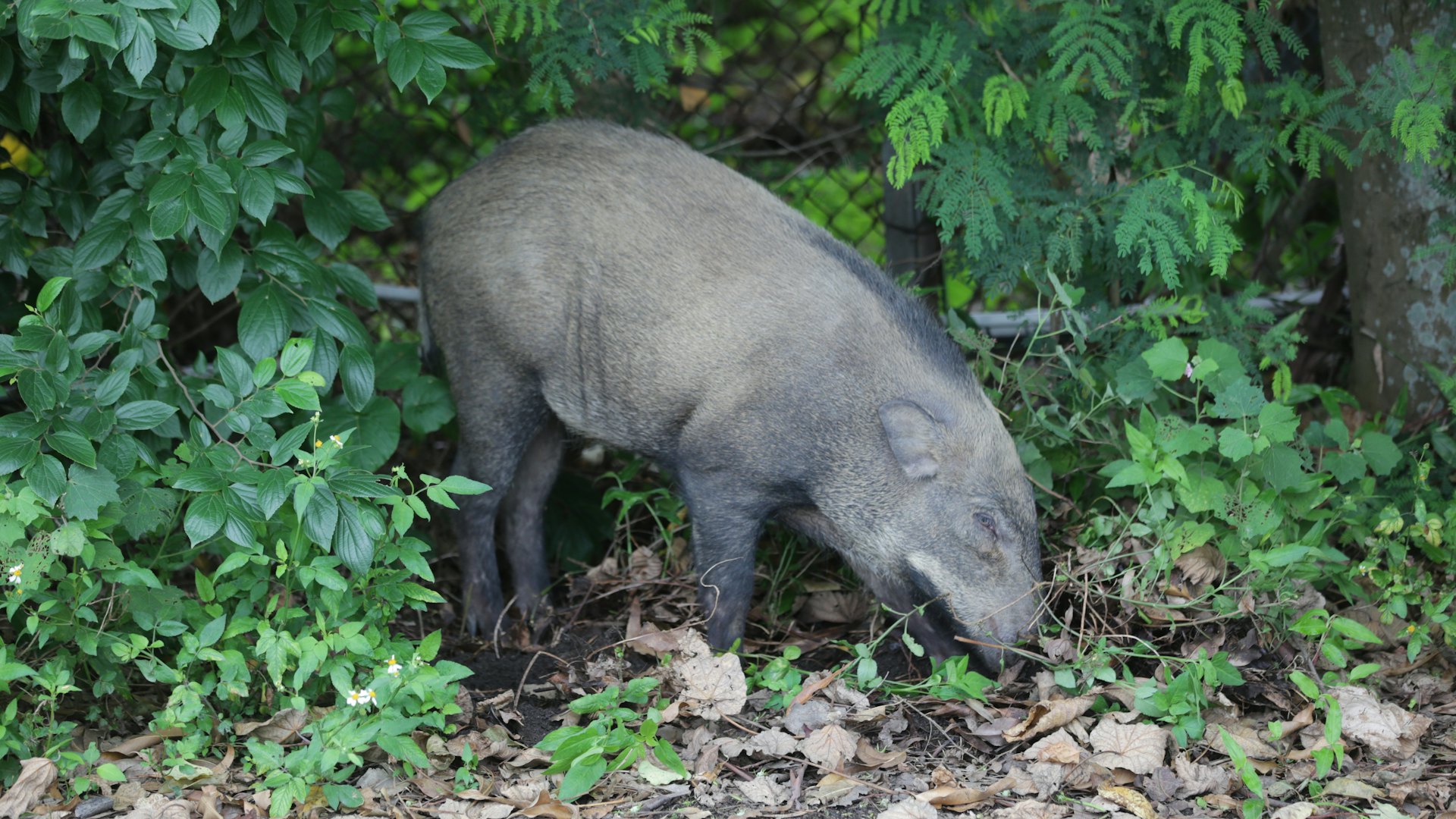 捕獲1頭賞2400元 寧夏招獵人解「野豬之災」 200萬頭危害全國26省 捕獲1頭賞2400元 寧夏招獵人解「野豬之災」 200萬頭危害全國26省