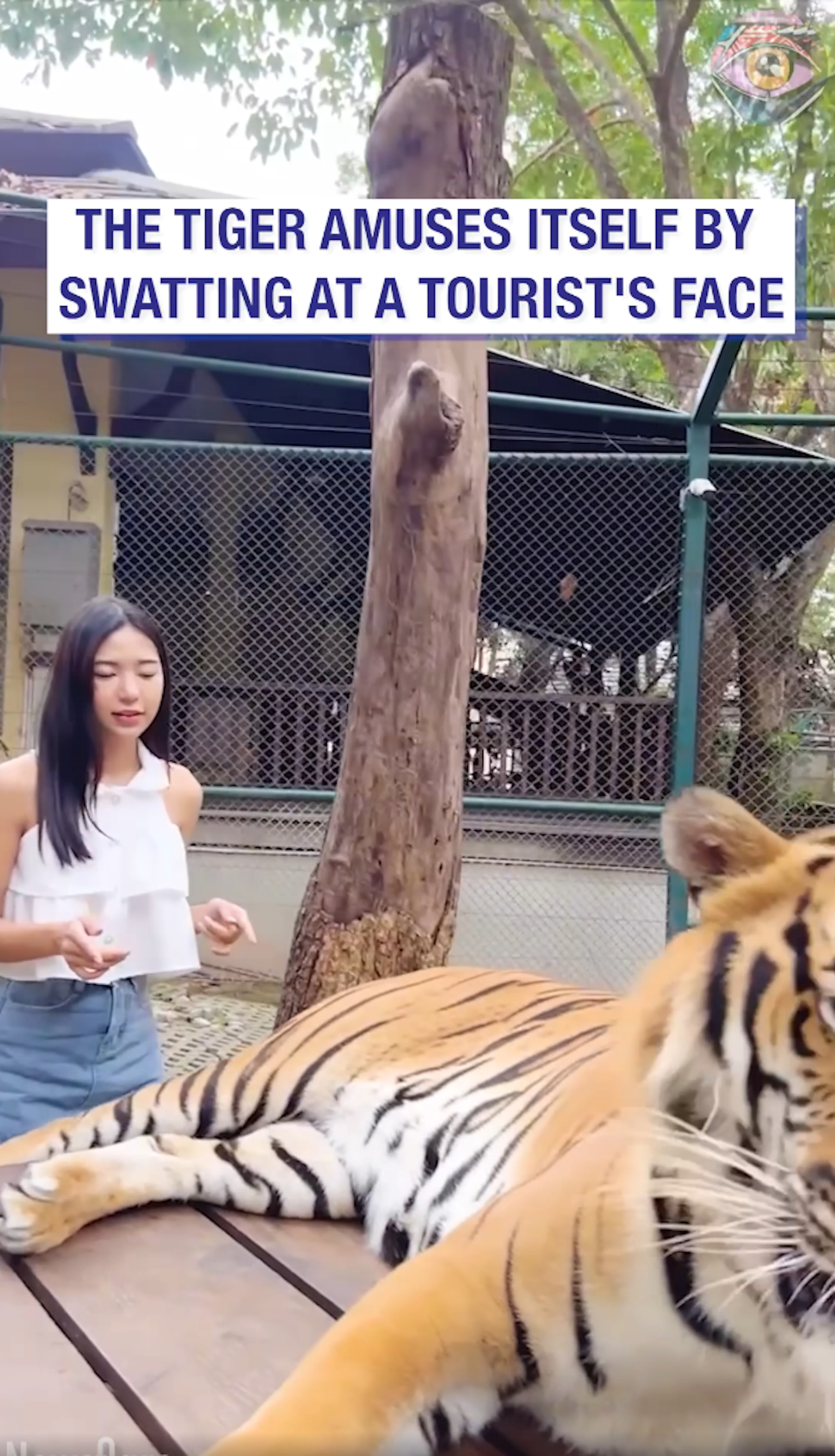 一名女网红到泰国某间动物园游玩,体验与老虎的近距离互动活动,当时老虎正进入休息状态不想被打扰。 (影片截图) 一名女网红到泰国某间动物园游玩,体验与老虎的近距离互动活动,当时老虎正进入休息状态不想被打扰。 (影片截图)