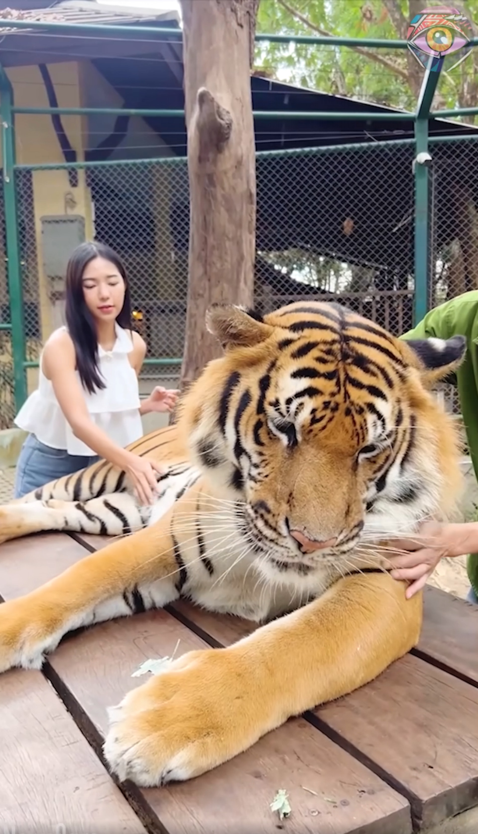 一名女网红到泰国某间动物园游玩，体验与老虎的近距离互动活动，当时老虎正进入休息状态不想被打扰。 （影片截图）