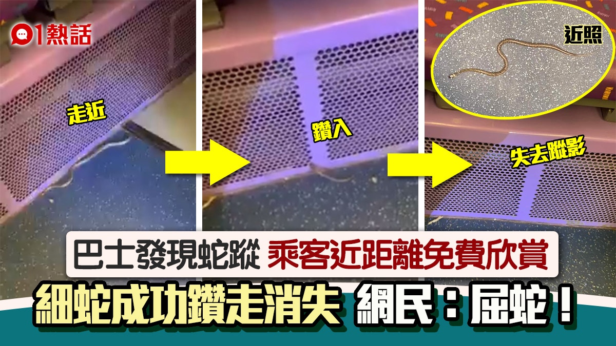 巴士有蛇！迷李蛇車廂自由行　車尾回風位當蛇竇　網民見到勁興奮